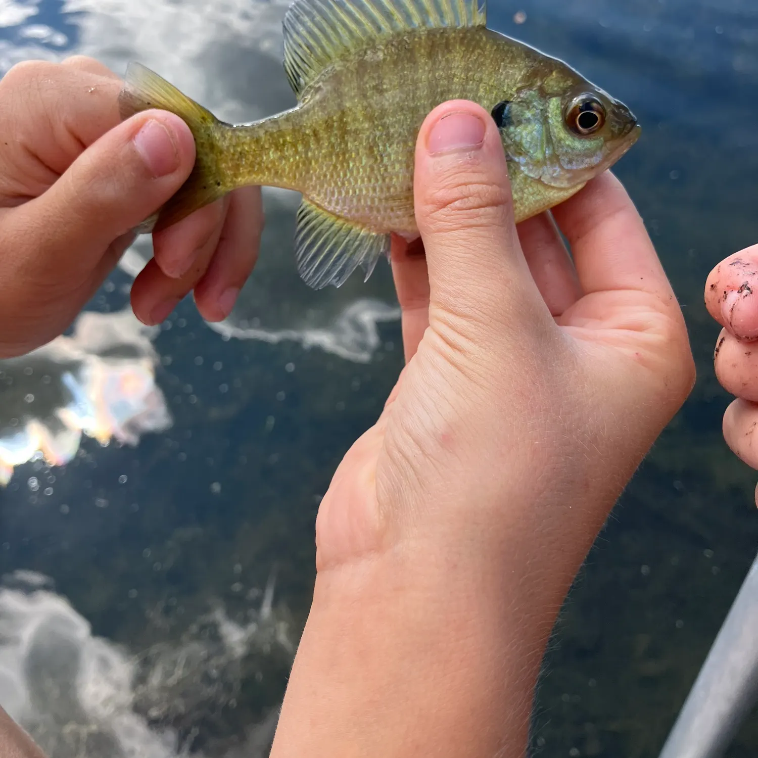 Bluegill caught on Fishbrain