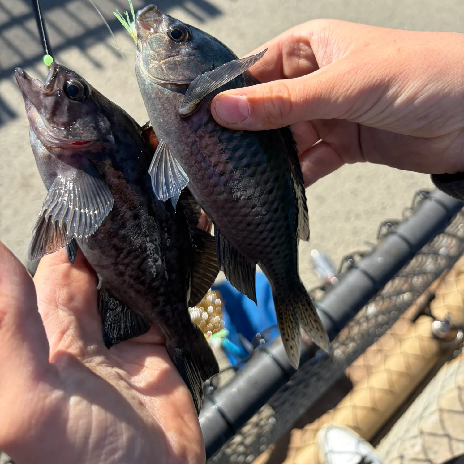 recently logged catches