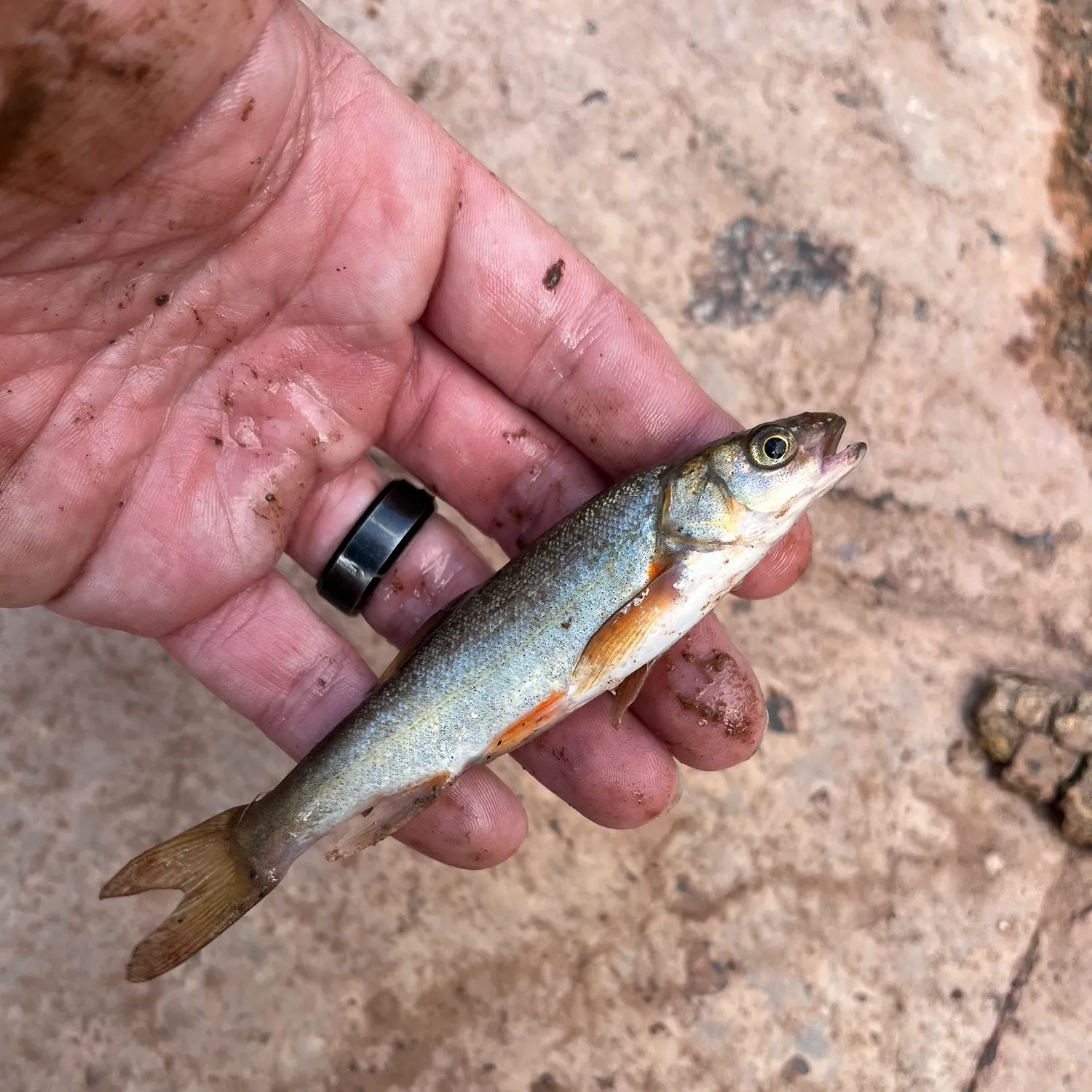 Creek chub caught on Fishbrain