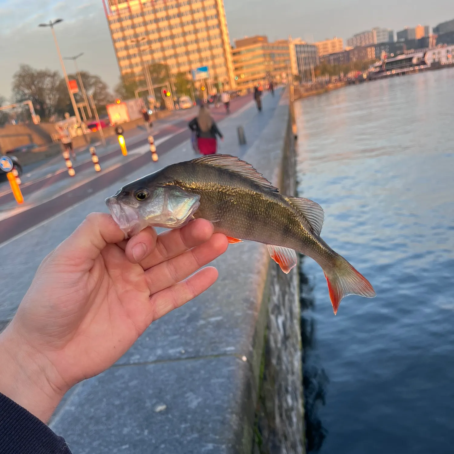 European perch caught on Fishbrain