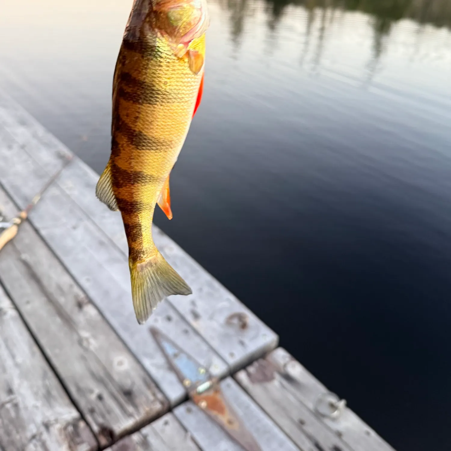 Yellow perch caught on Fishbrain