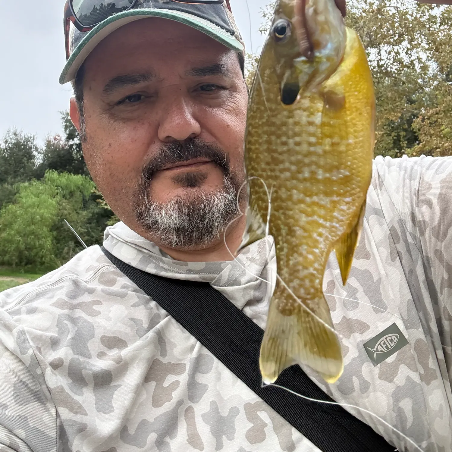 Greengill hybrid caught on Fishbrain