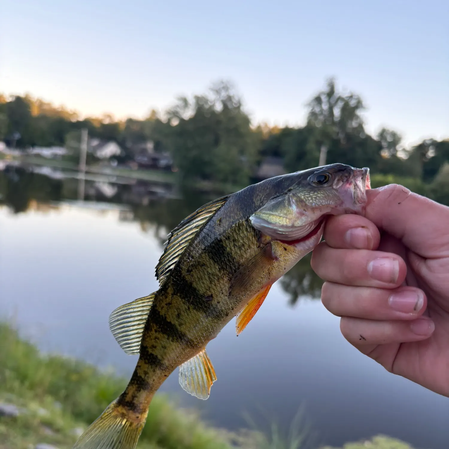 Yellow perch caught on Fishbrain