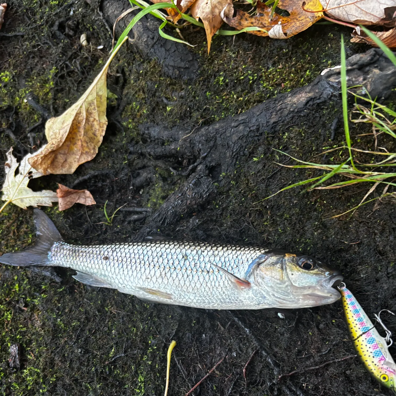 Fallfish caught on Fishbrain