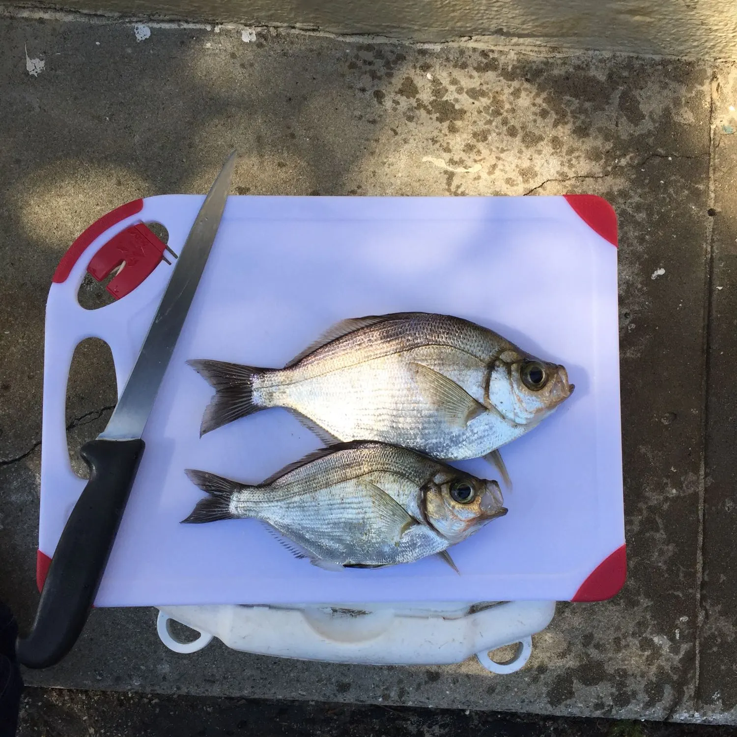 recently logged catches