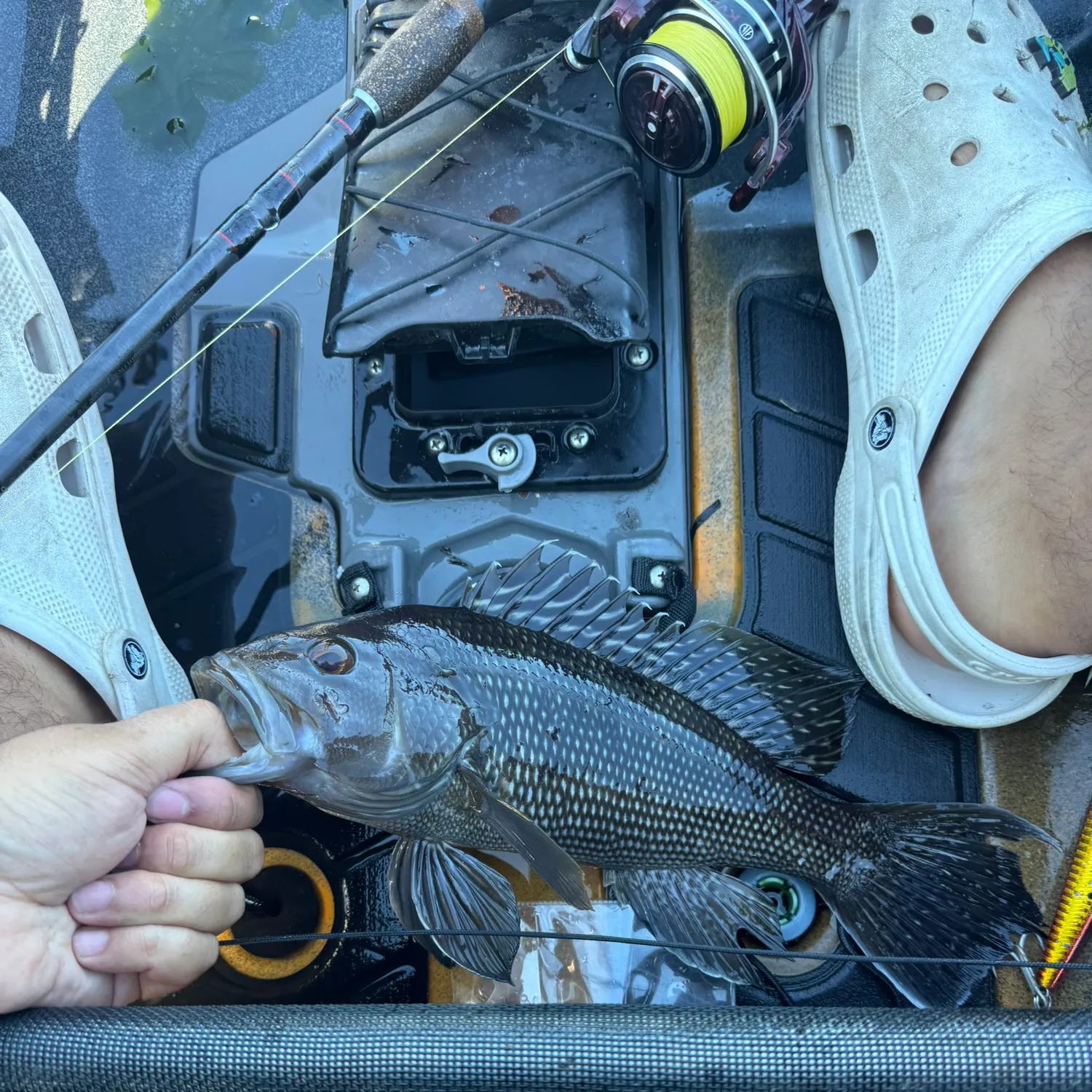 Black sea bass caught on Fishbrain