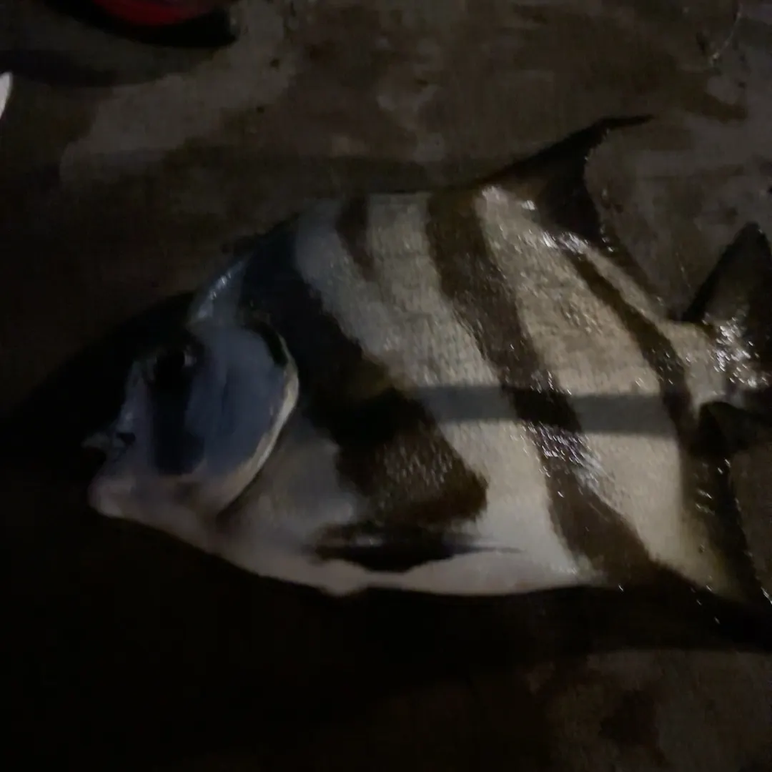 The most recent Pacific spadefish catches on Fishbrain