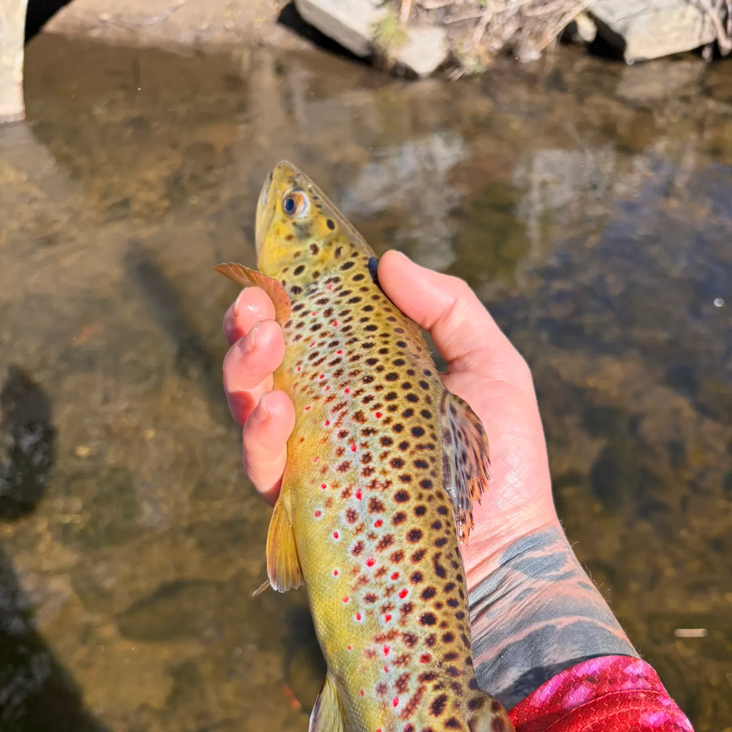 recently logged catches