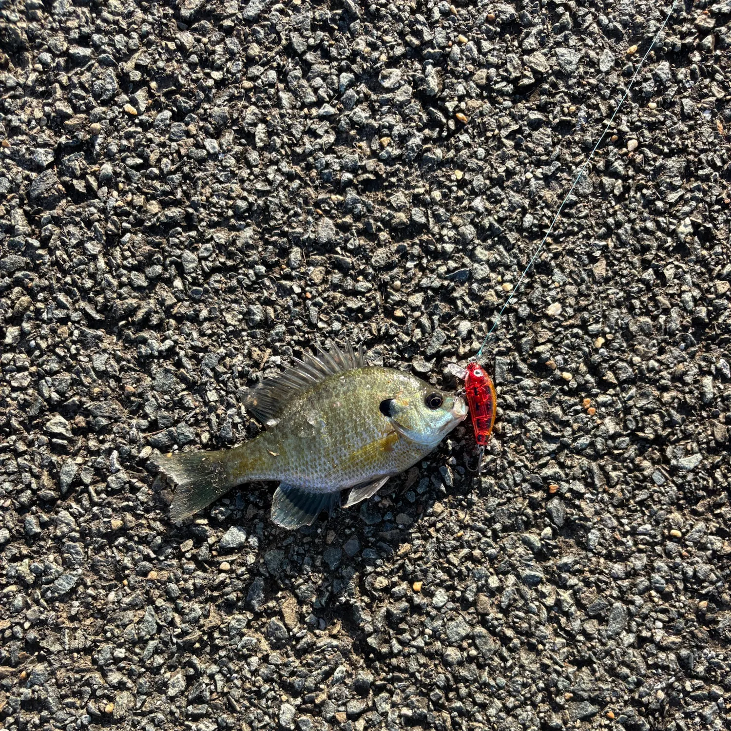 Bluegill caught on Fishbrain