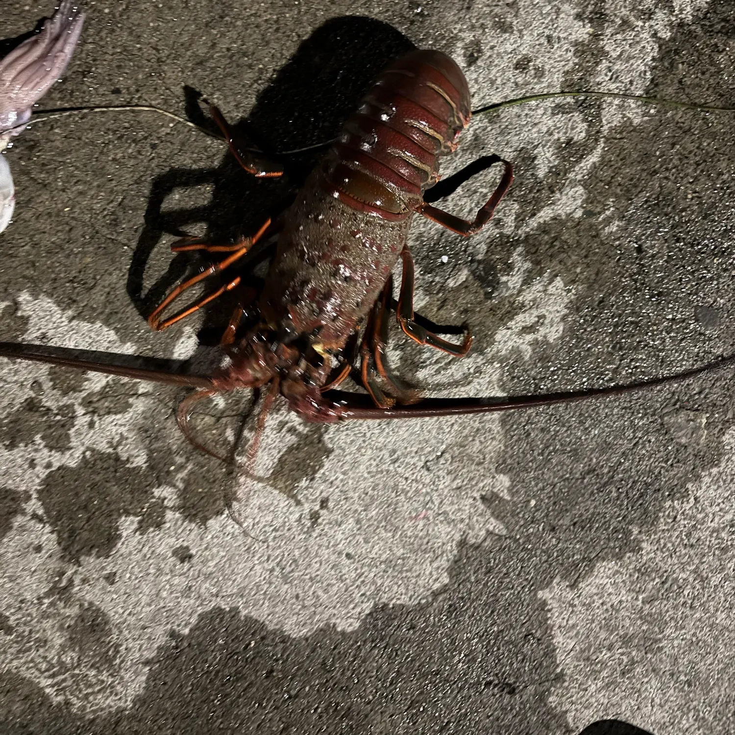 The most recent California spiny lobster catches on Fishbrain