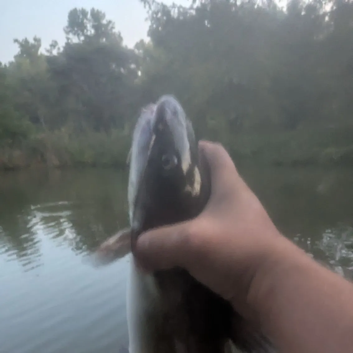 Channel catfish caught on Fishbrain