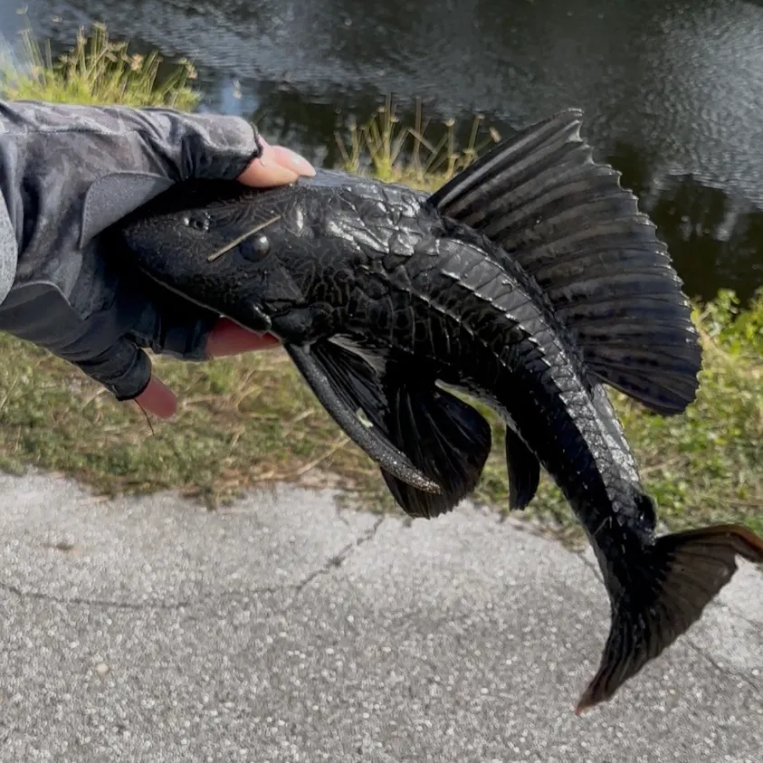 Suckermouth catfish caught on Fishbrain