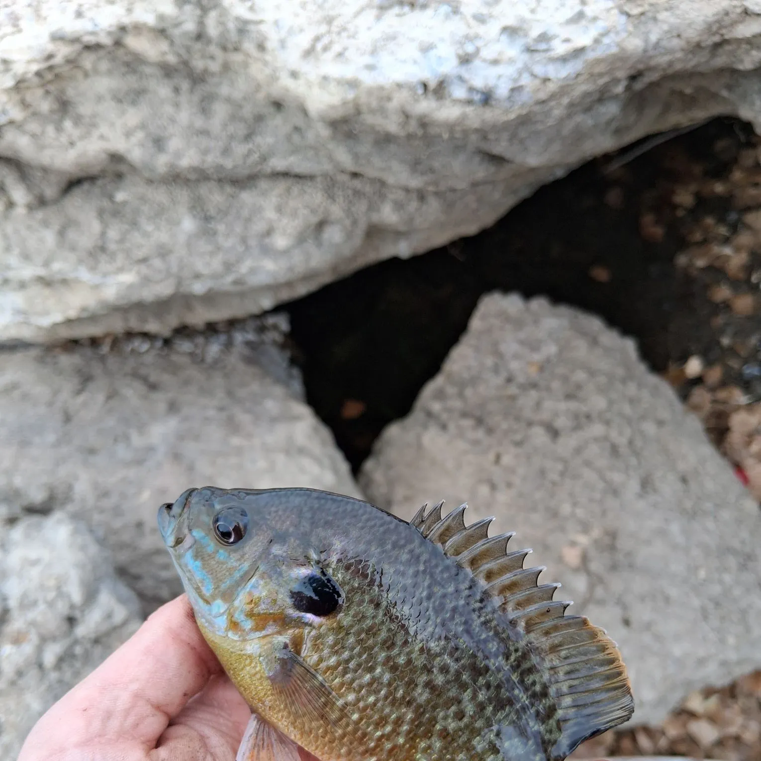 Greengill hybrid caught on Fishbrain