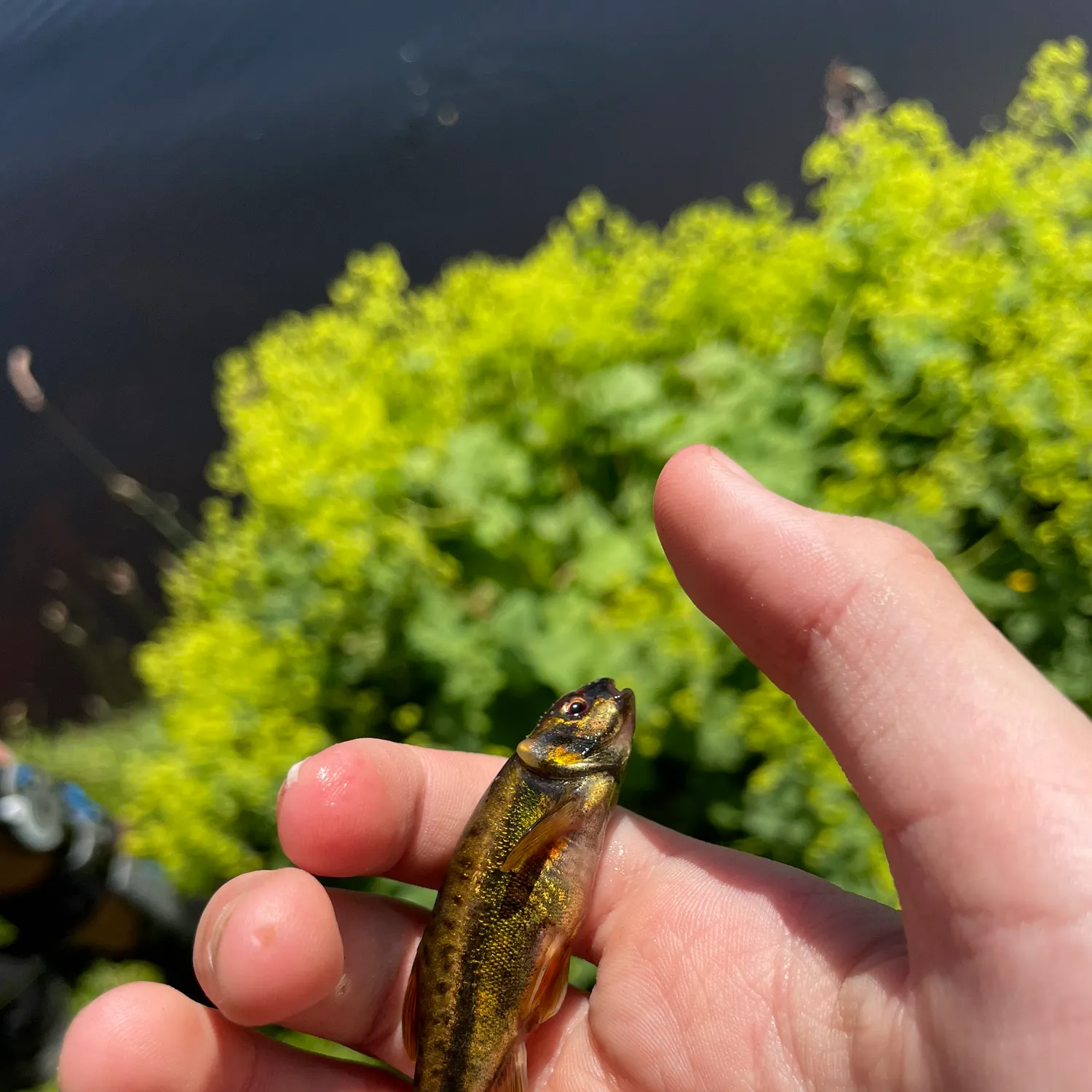 The most recent Three-spined stickleback catches on Fishbrain