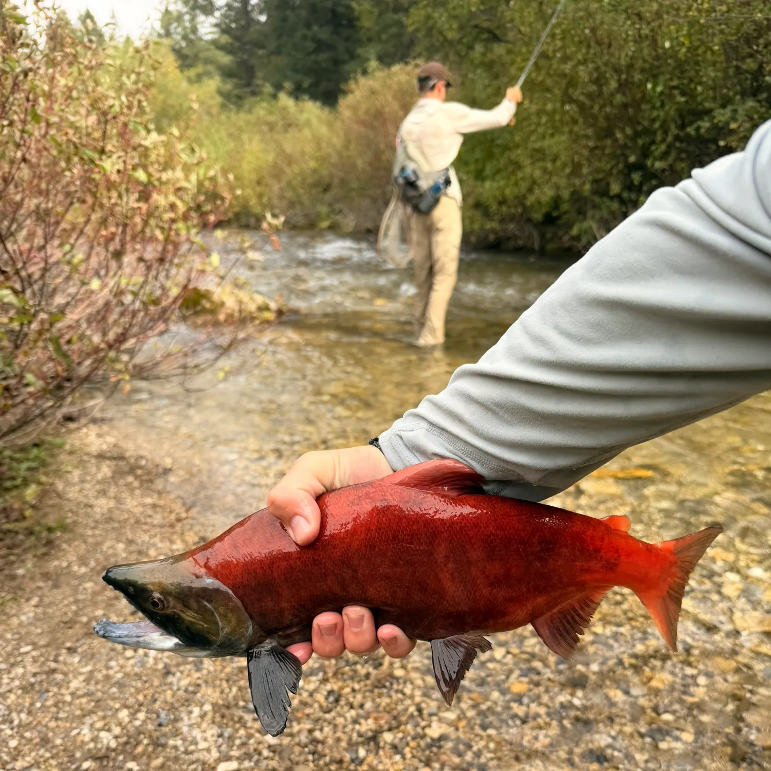 Kokanee salmon caught on Fishbrain