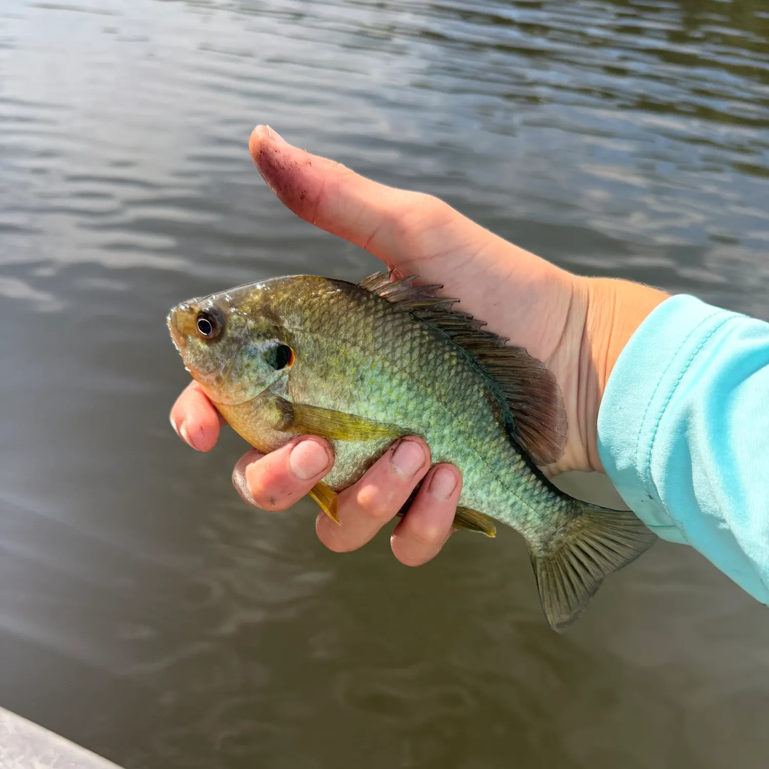 Redear sunfish caught on Fishbrain