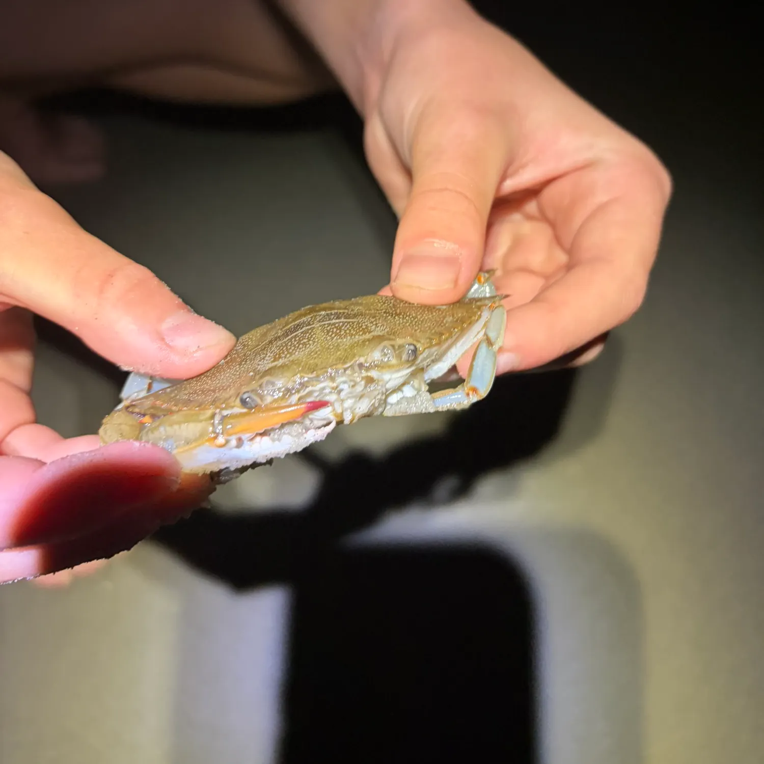Blue crab caught on Fishbrain