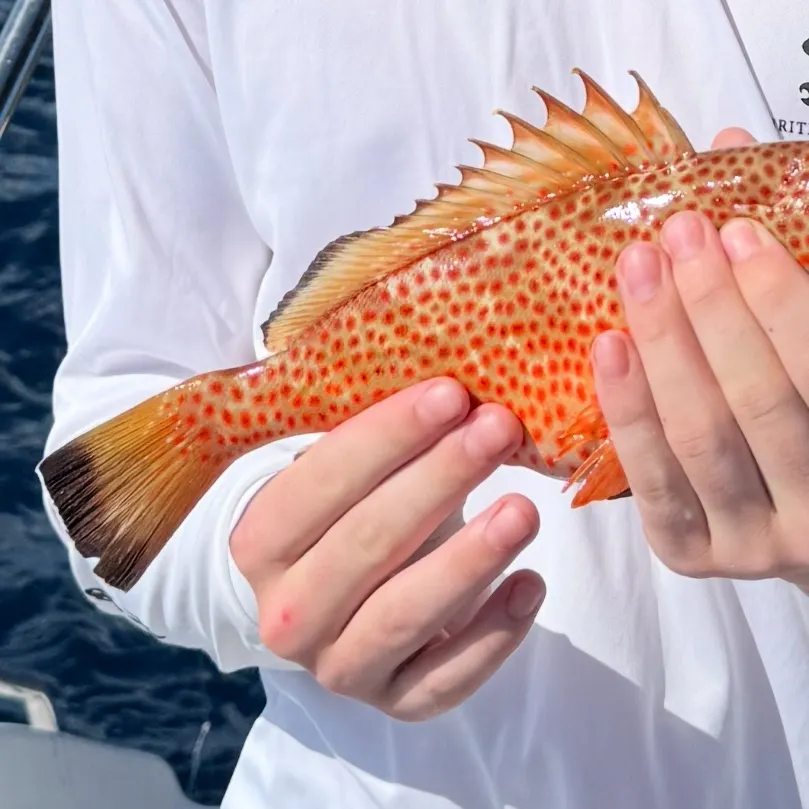 The most recent Speckled hind catches on Fishbrain