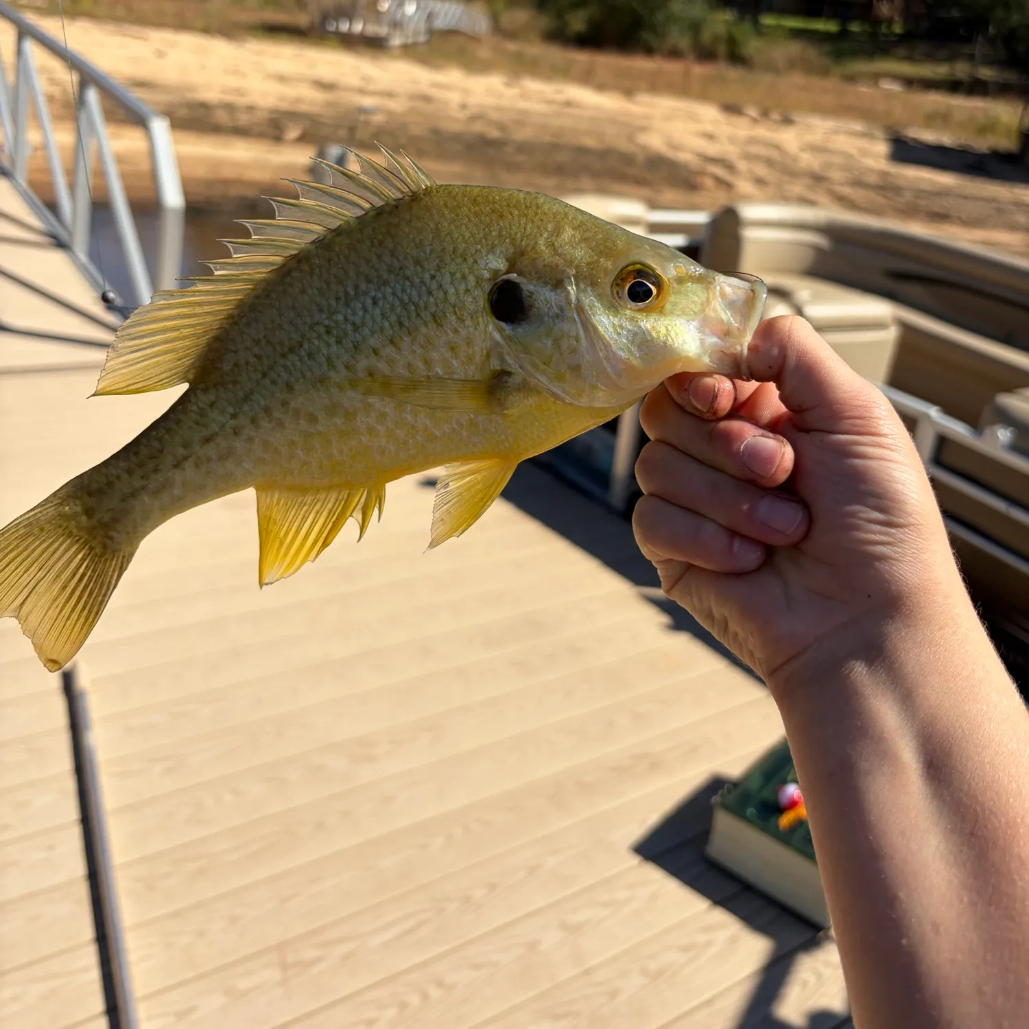 Redear sunfish caught on Fishbrain