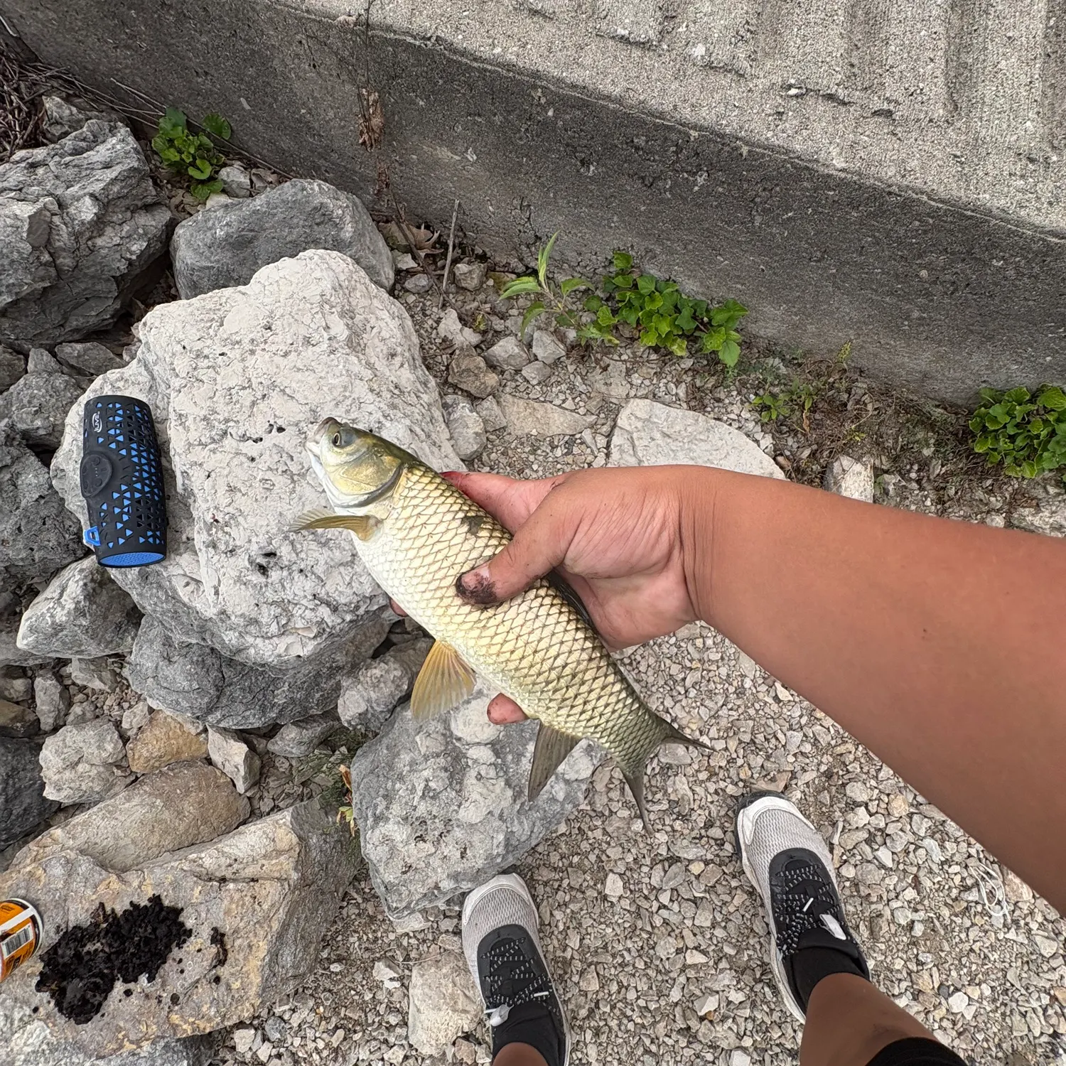 Grass carp caught on Fishbrain