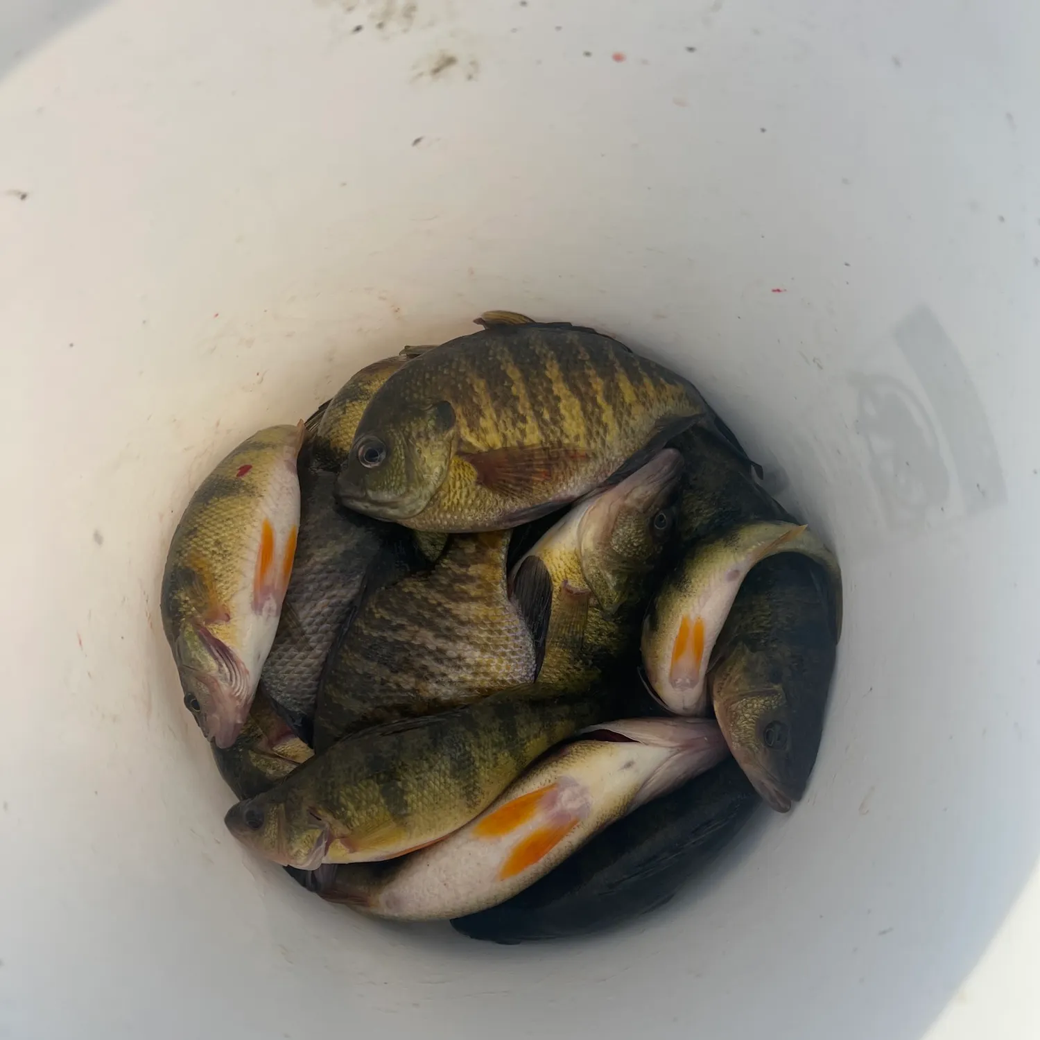 The most recent Yellow perch catches on Fishbrain