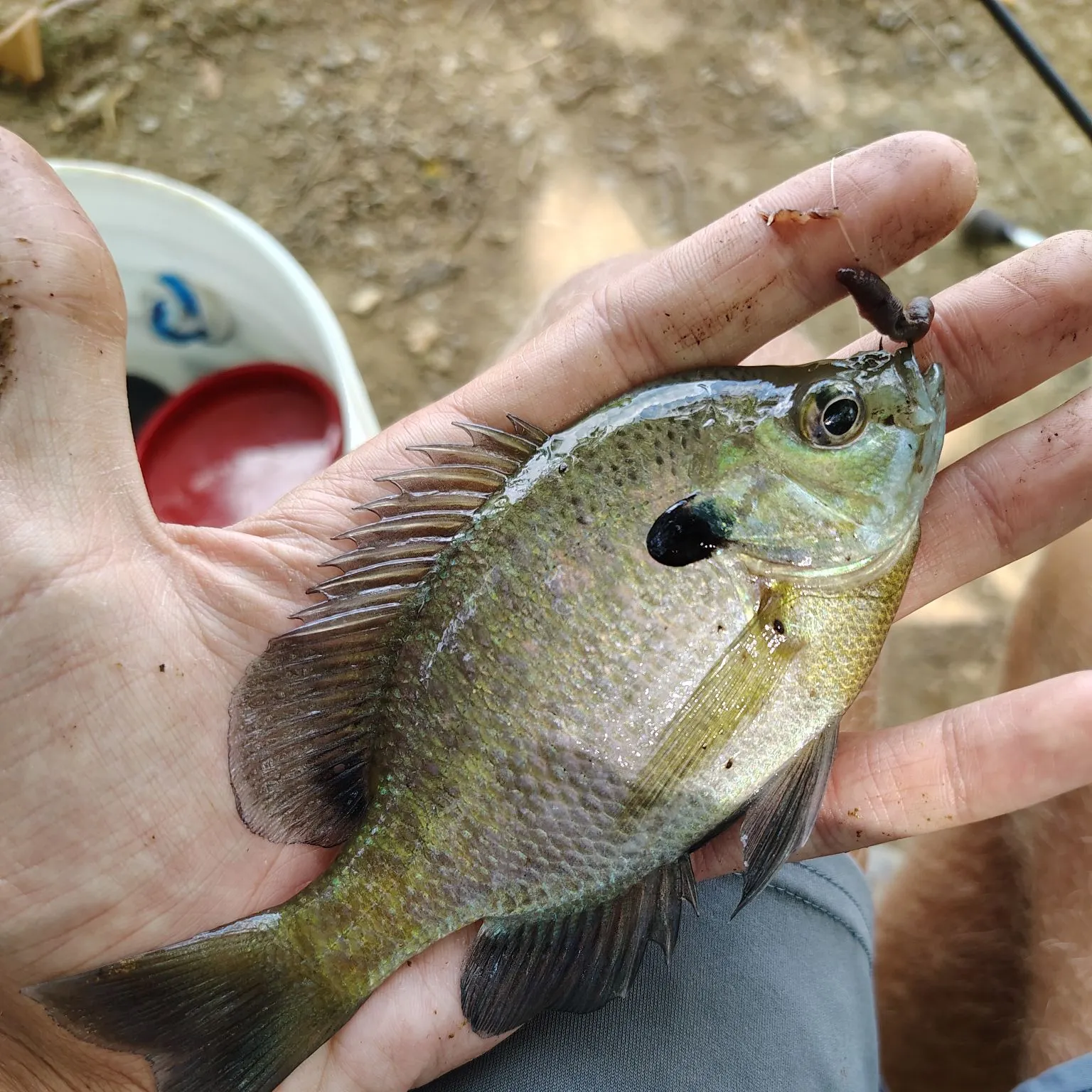 Bluegill caught on Fishbrain