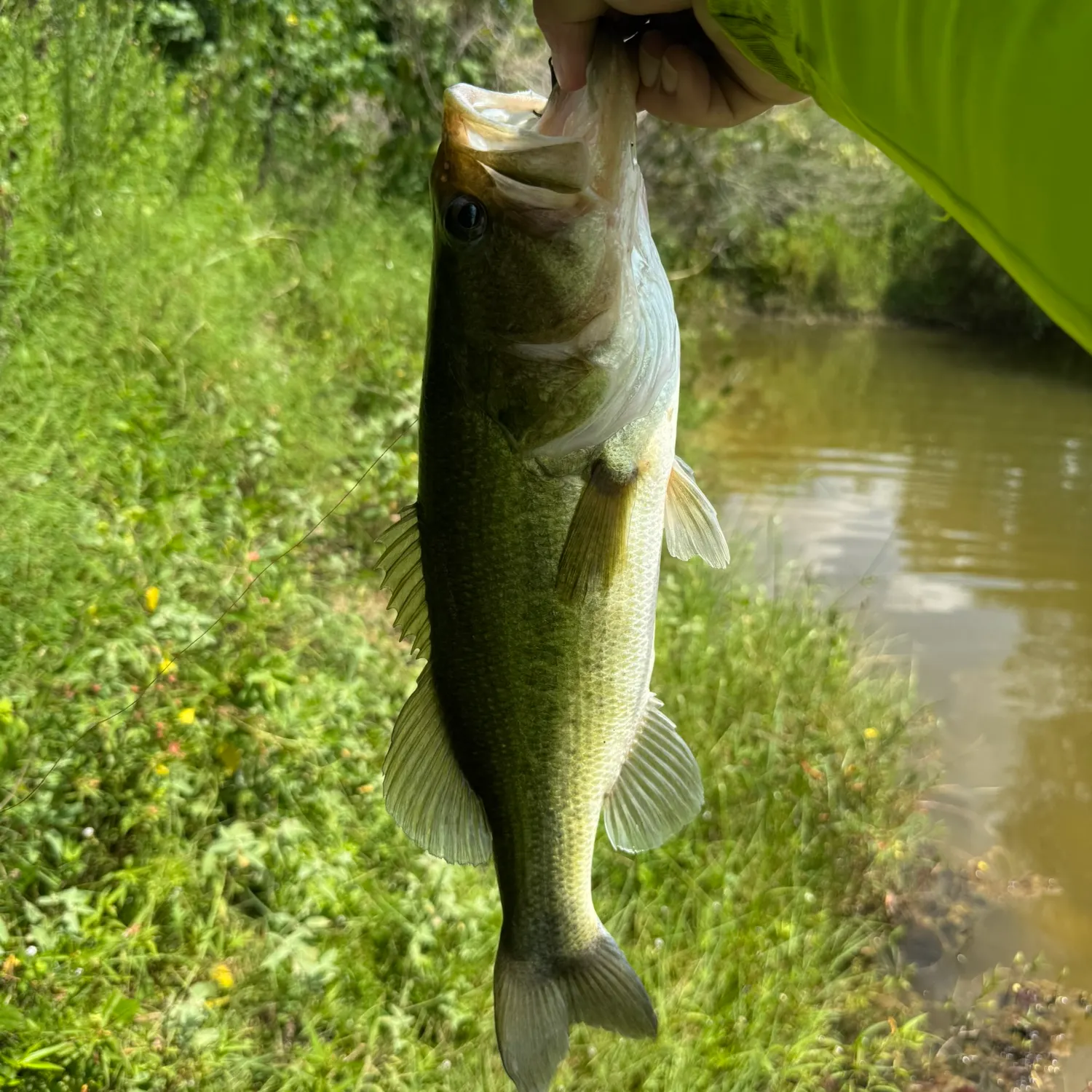 Largemouth bass caught on Fishbrain