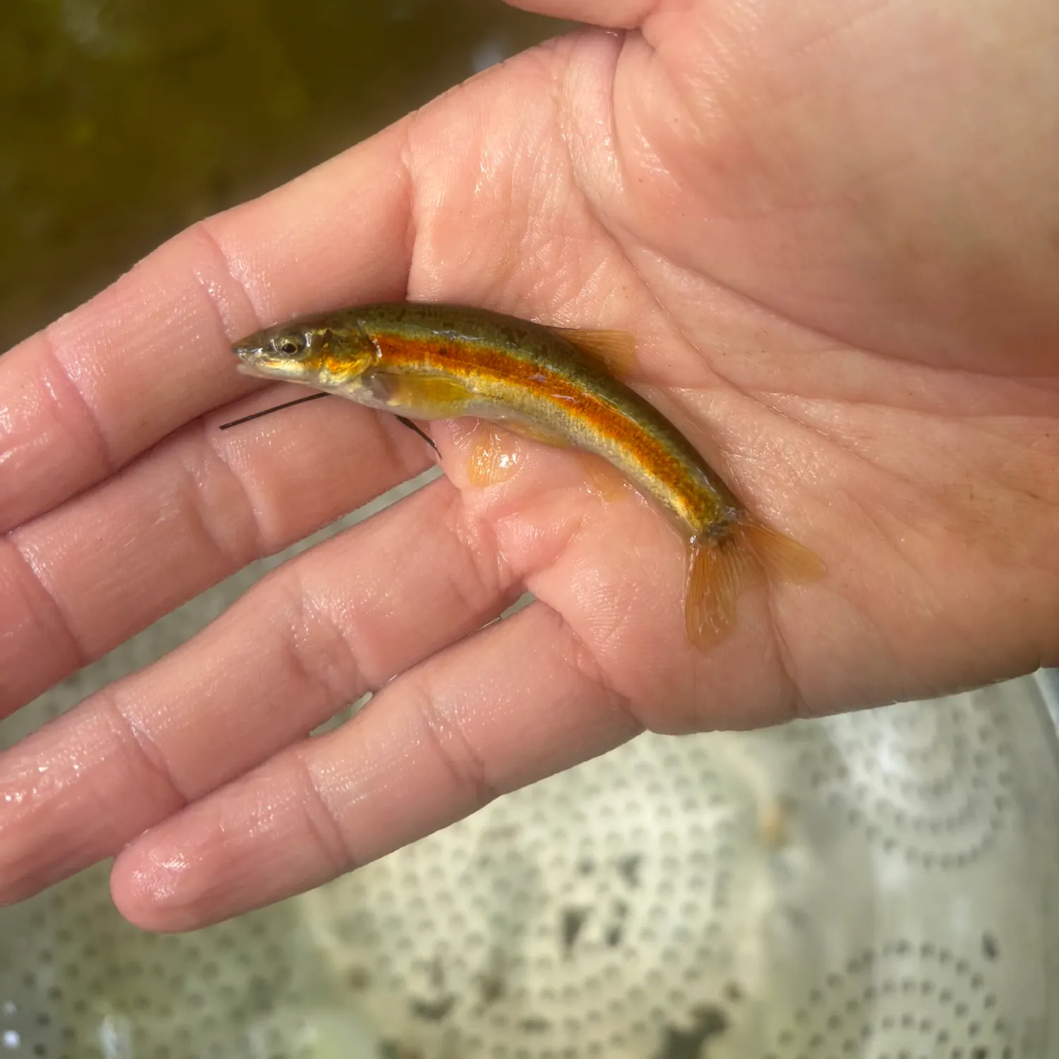 The most recent Western blacknose dace catches on Fishbrain