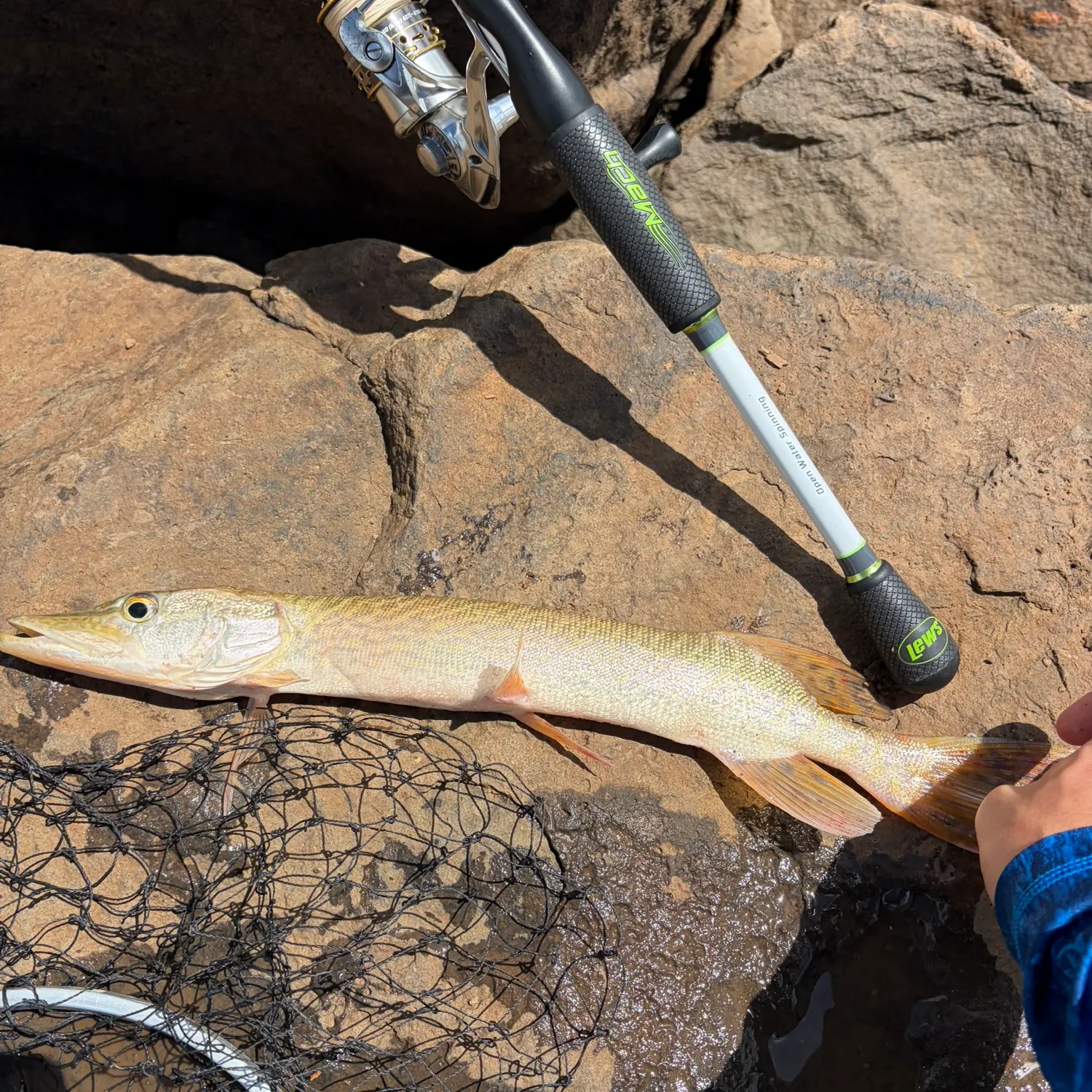 Northern pike caught on Fishbrain