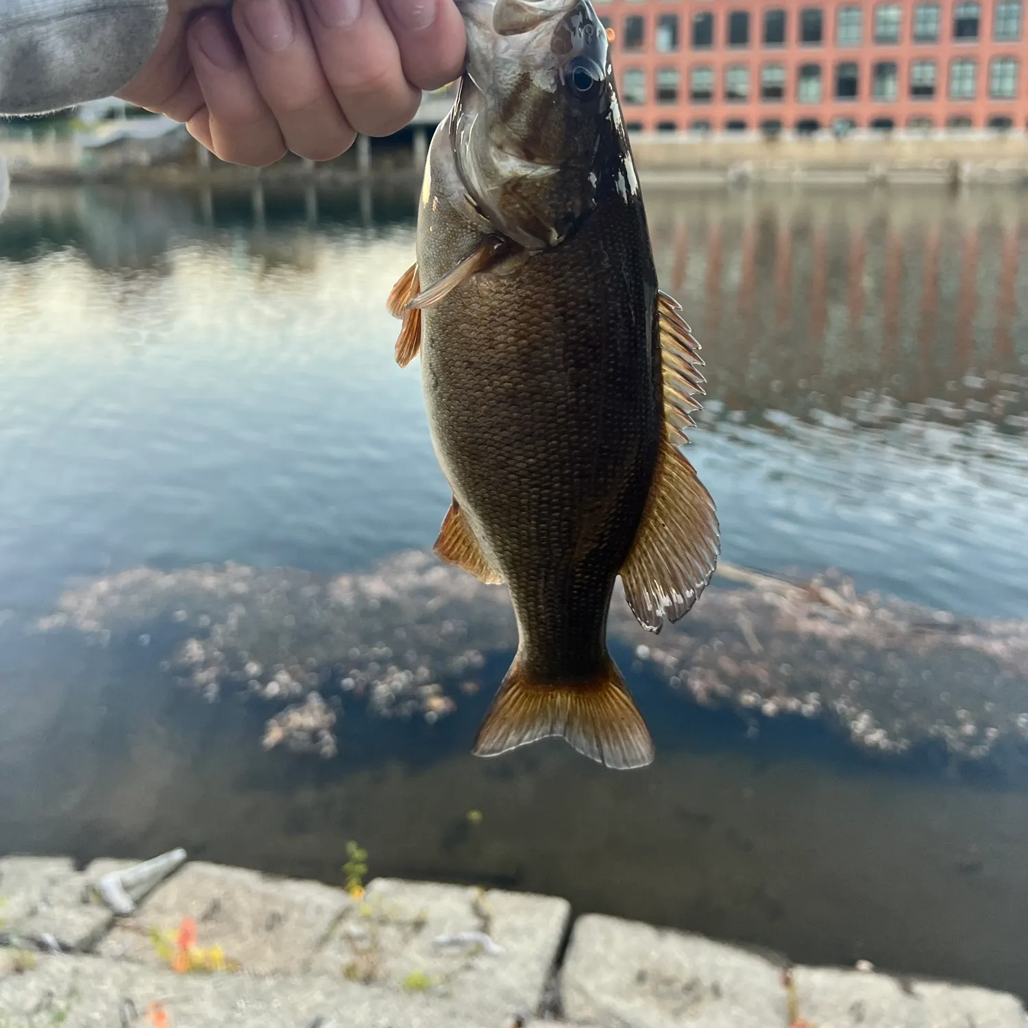 Smallmouth bass caught on Fishbrain