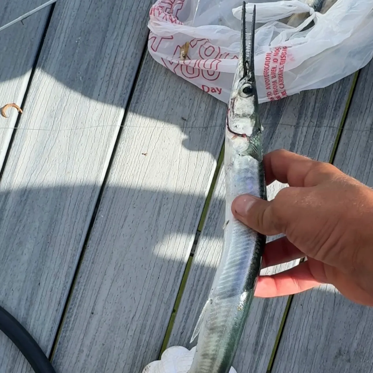 The most recent Atlantic needlefish catches on Fishbrain