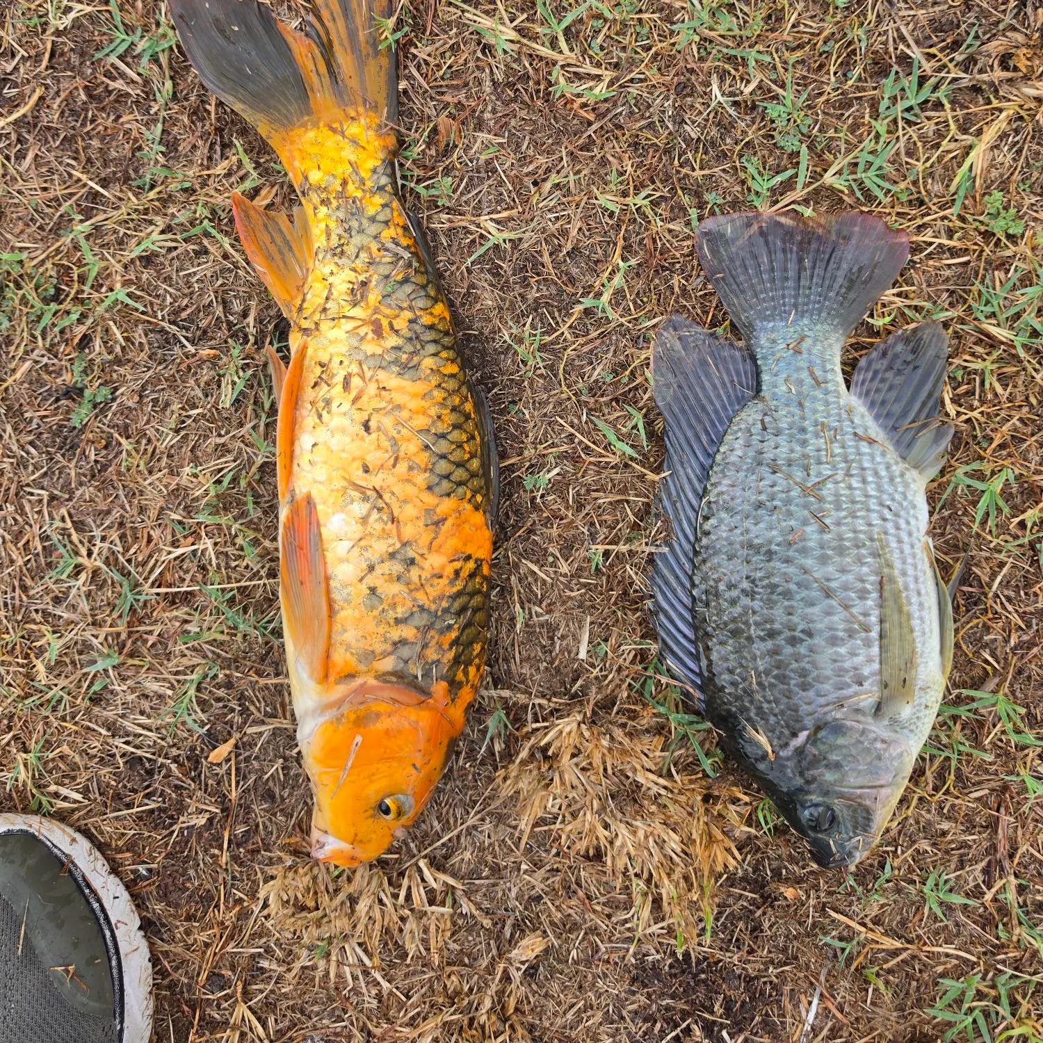 Blue tilapia caught on Fishbrain