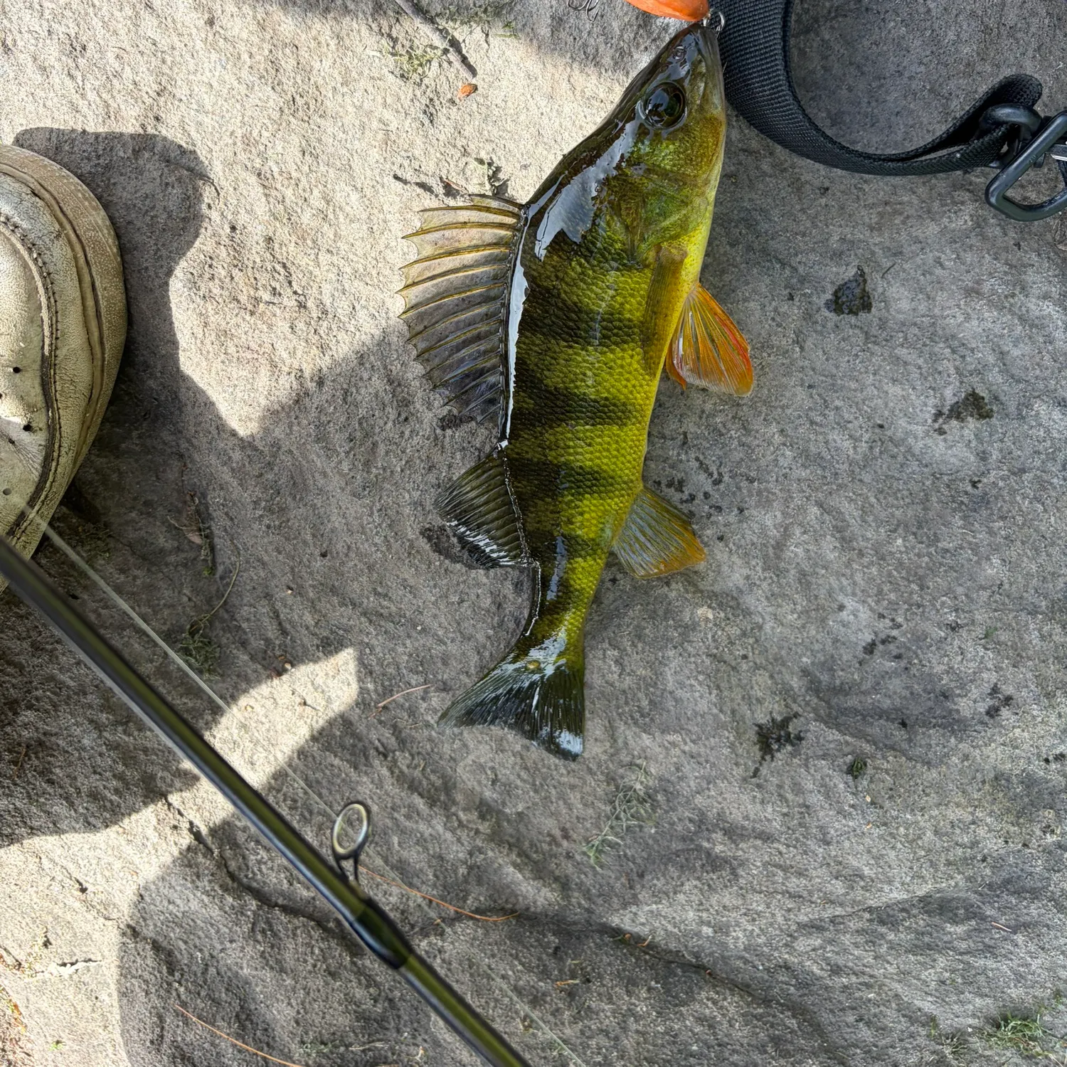 Yellow perch caught on Fishbrain