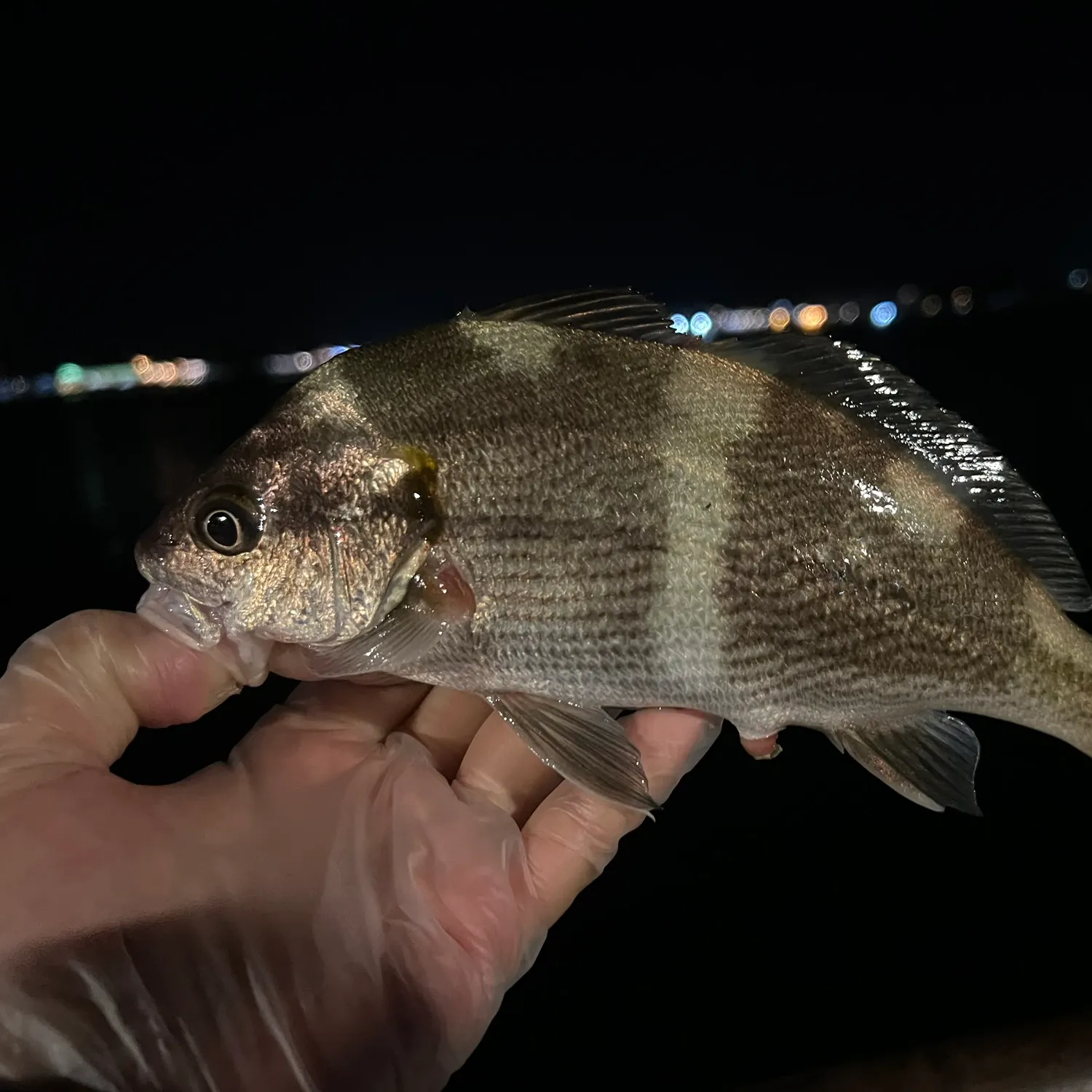 The most recent Black croaker catches on Fishbrain