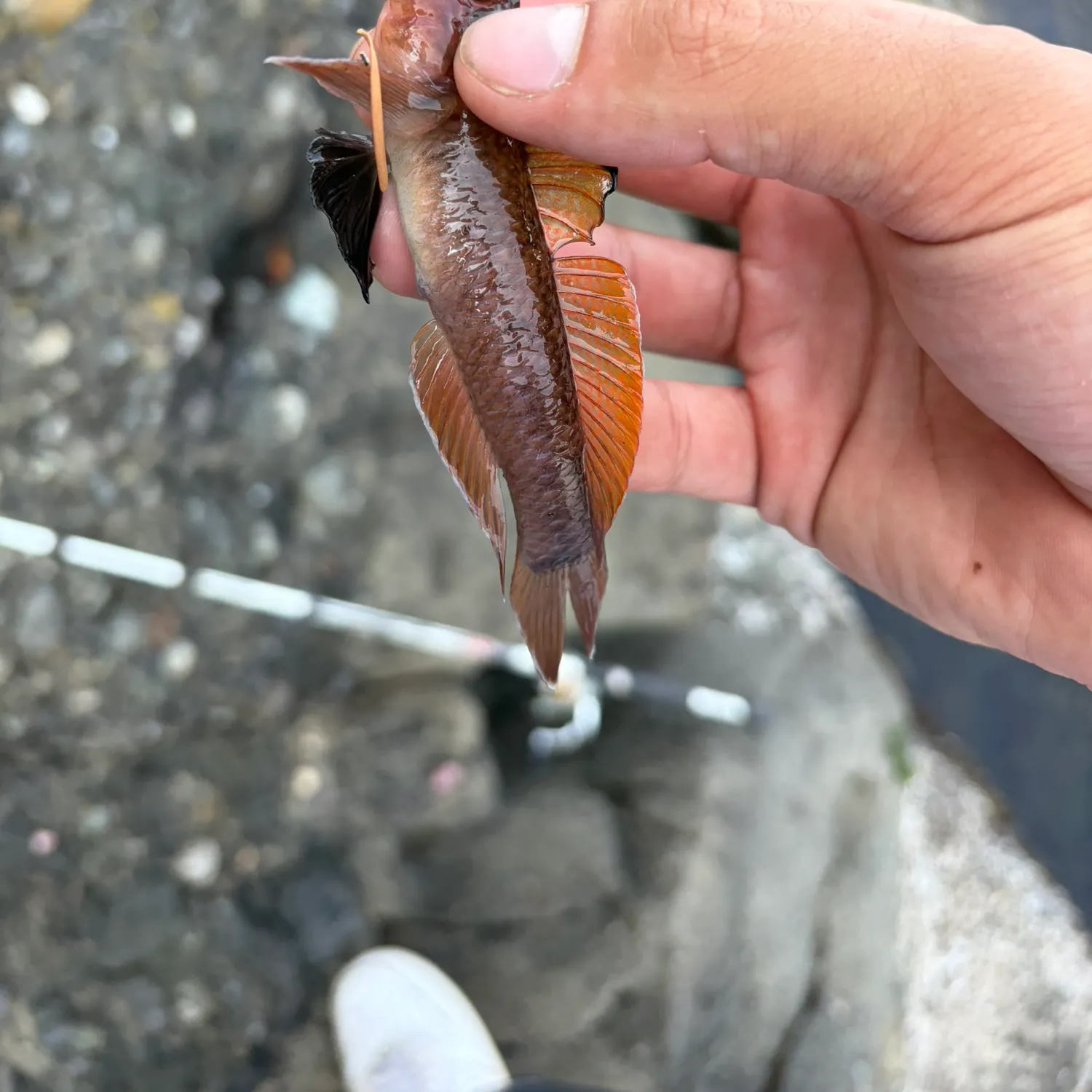 Blackeye goby caught on Fishbrain