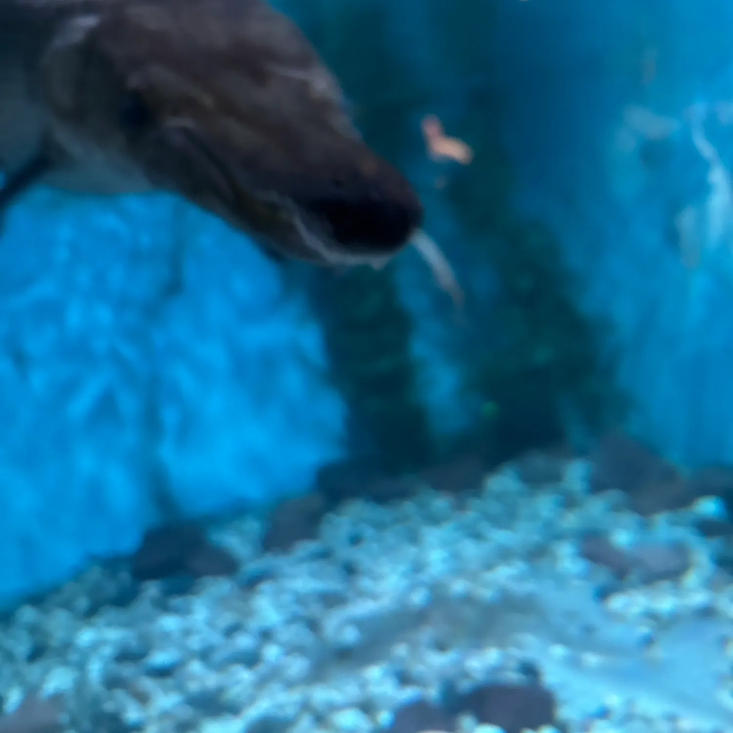 most liked catch image