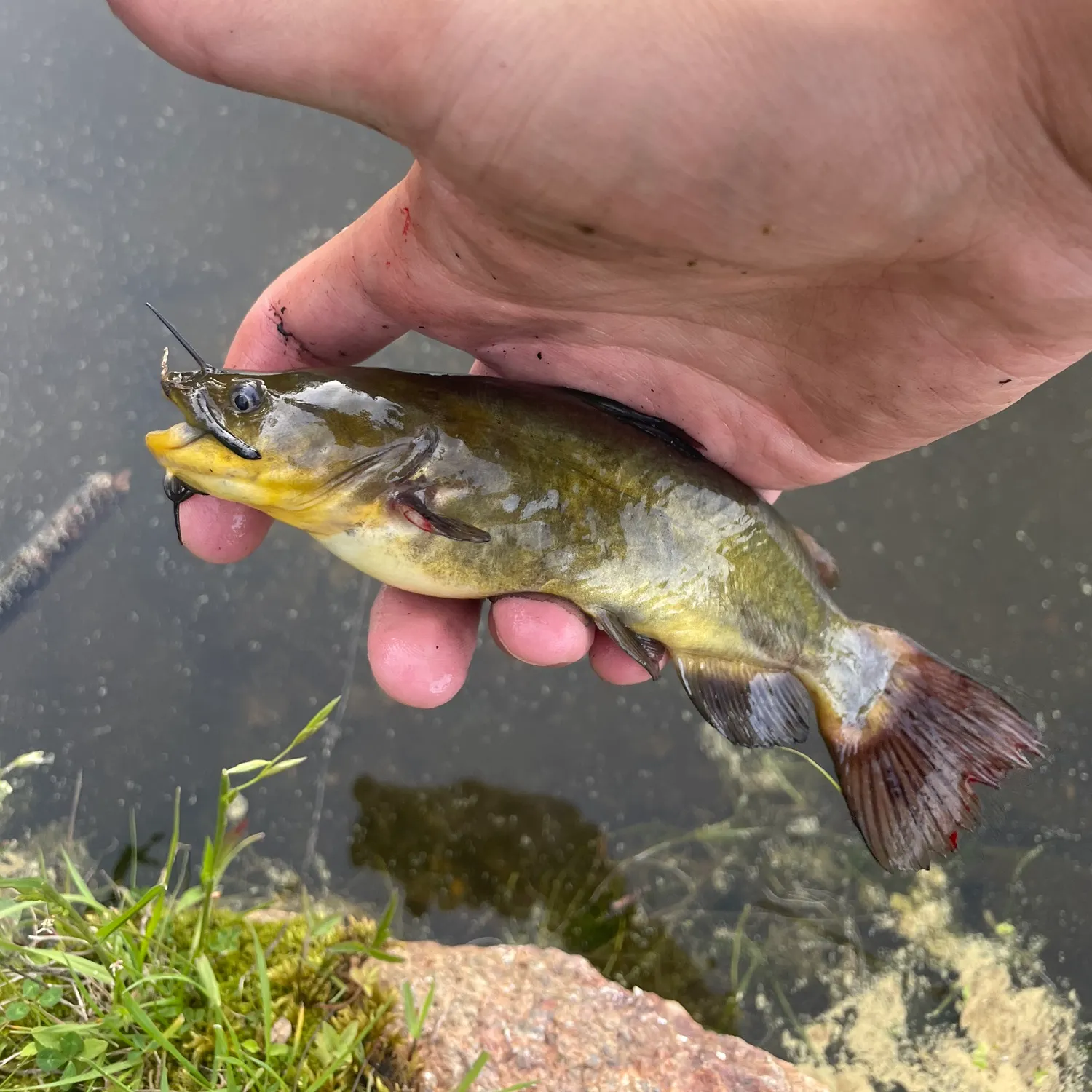 angler catch