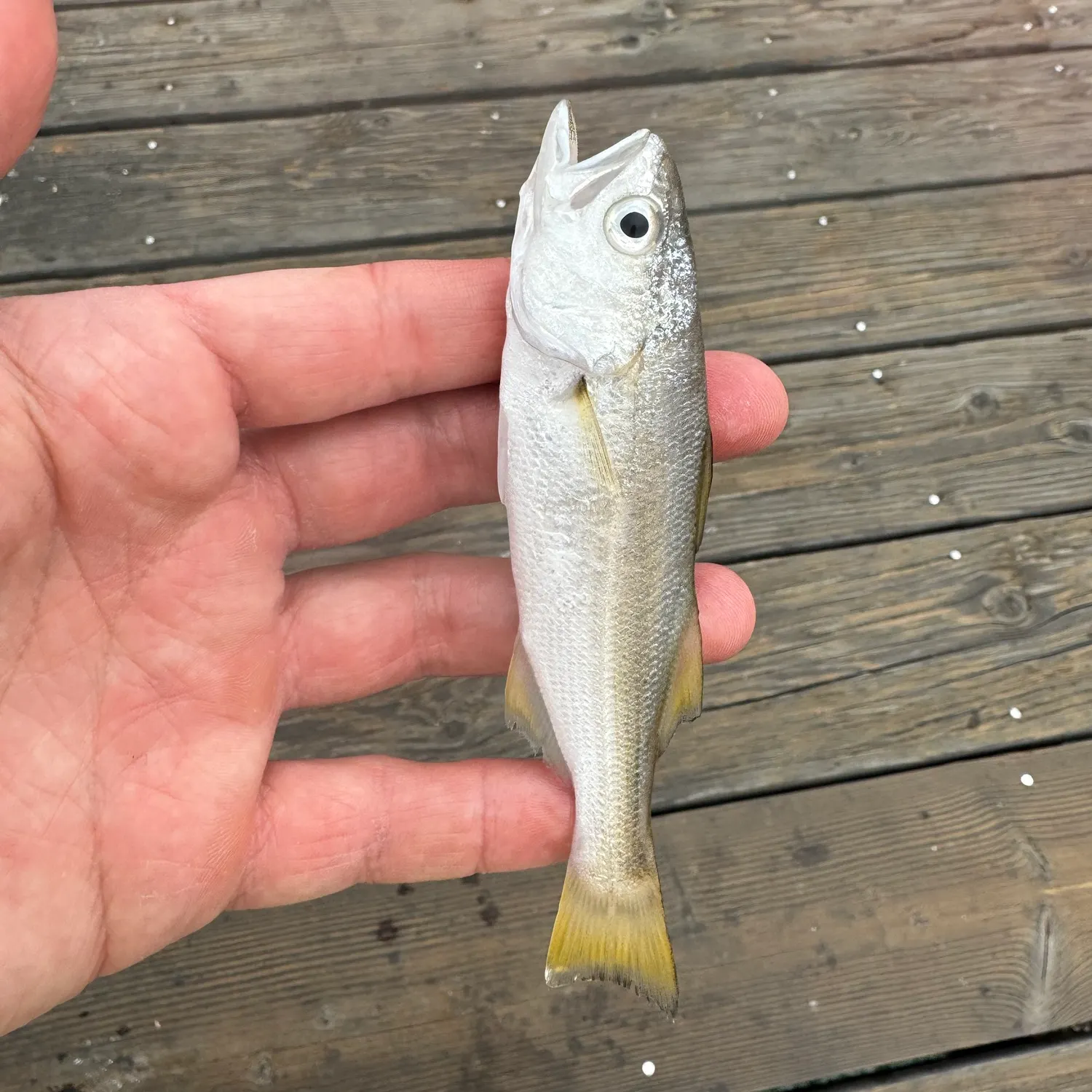 The most recent Queenfish catches on Fishbrain