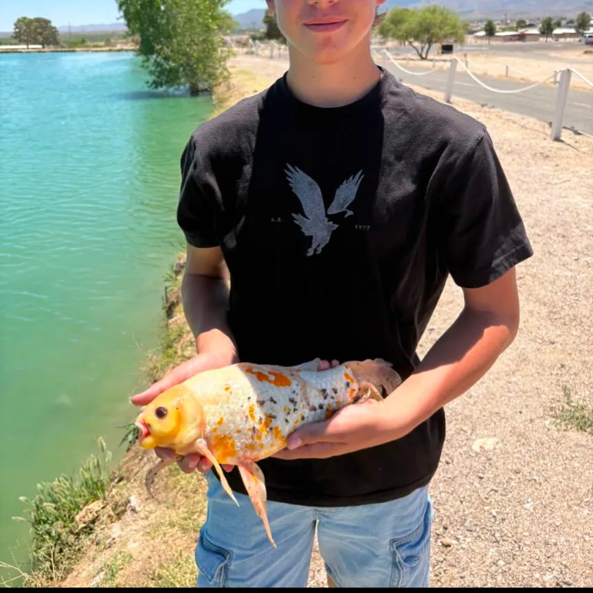 most liked catch image