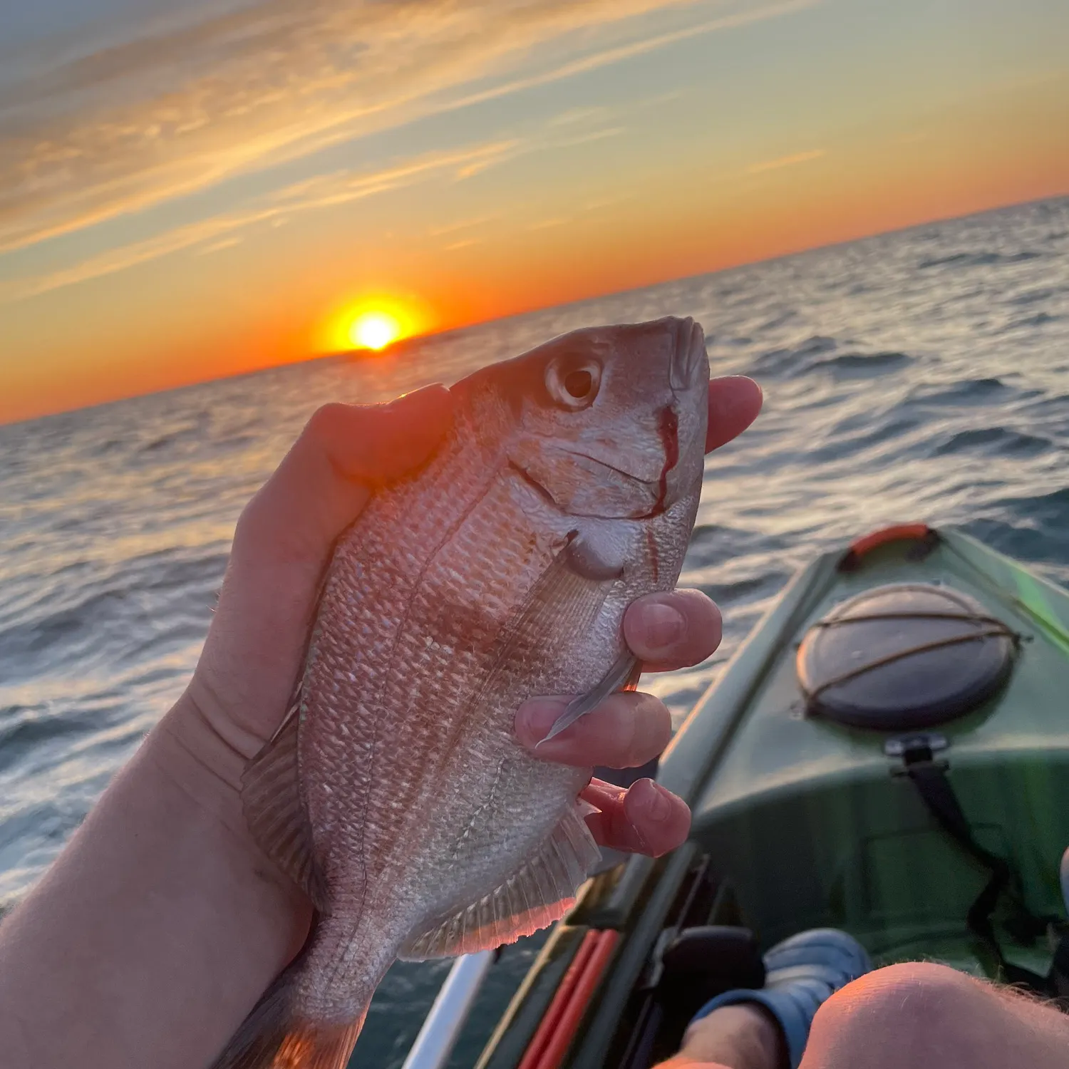 The most recent Scup catches on Fishbrain