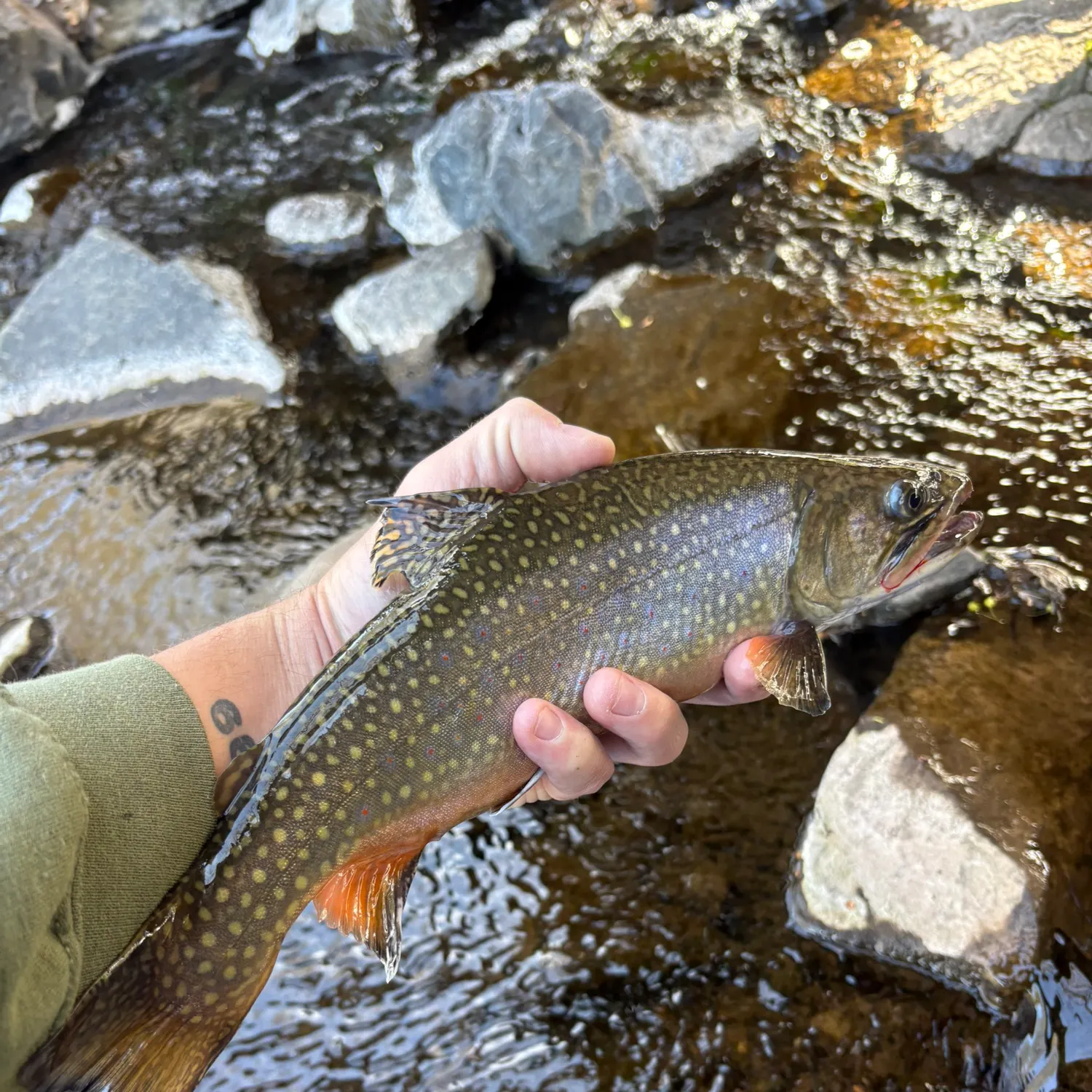 recently logged catches