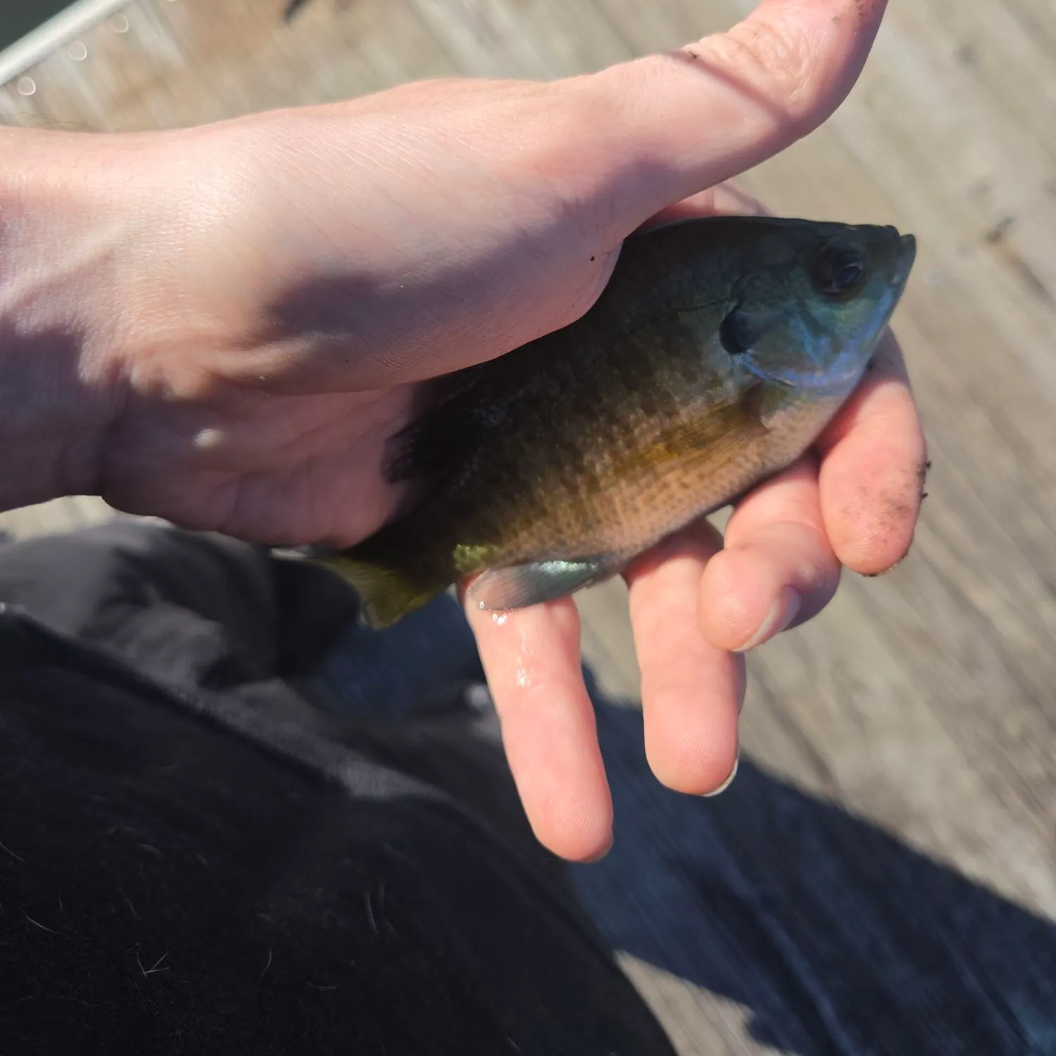 Bluegill caught on Fishbrain