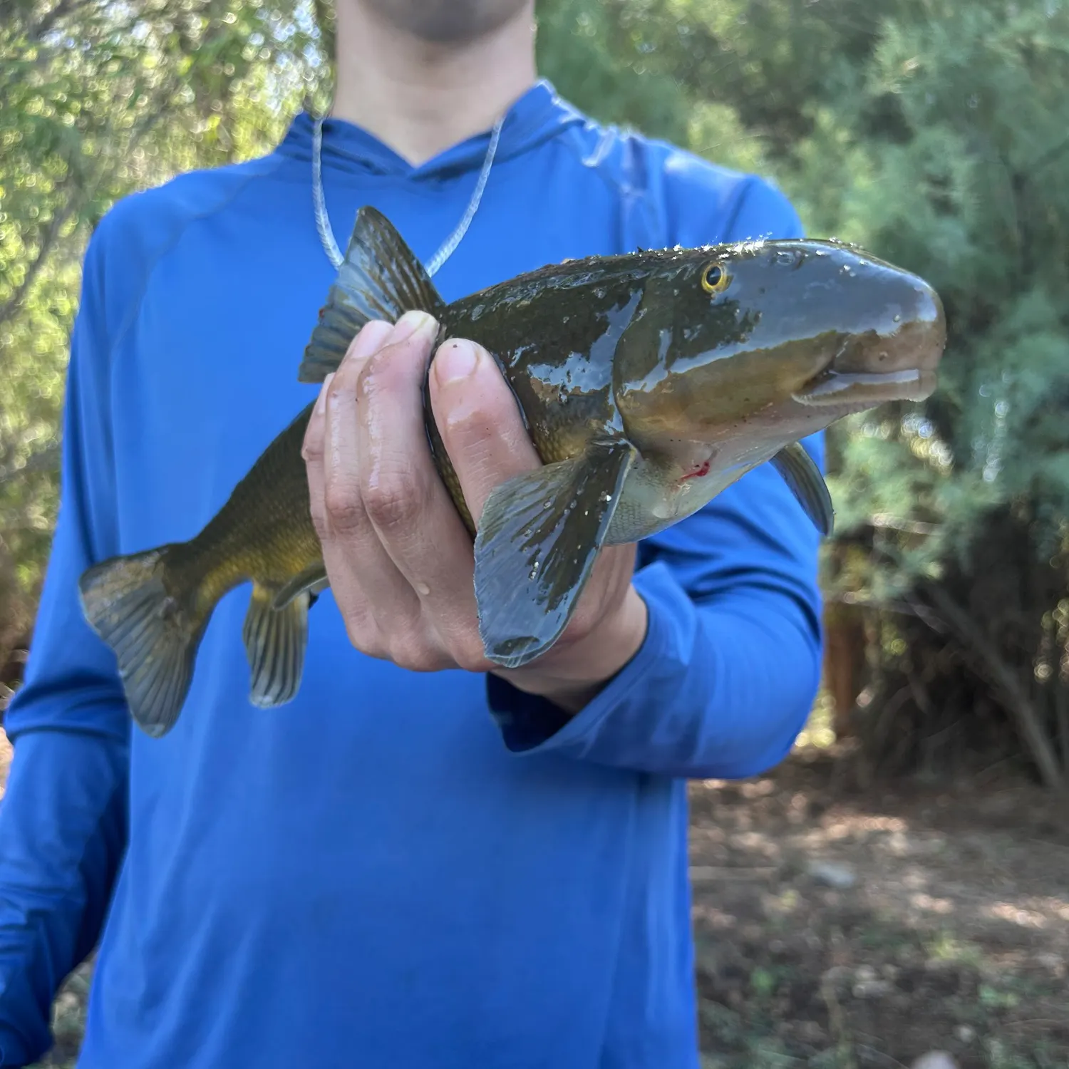 The most recent Sonora sucker catches on Fishbrain