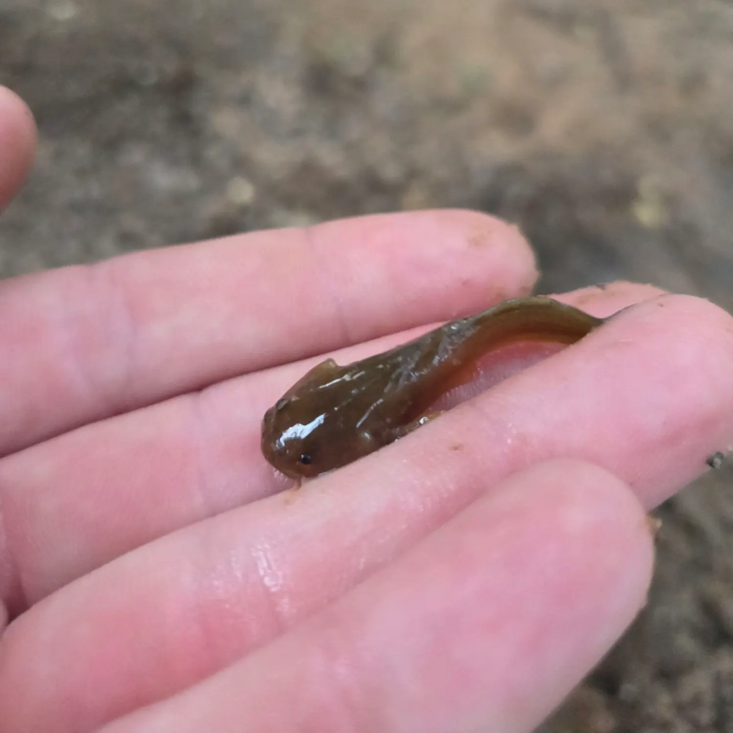 The most recent Tadpole madtom catches on Fishbrain