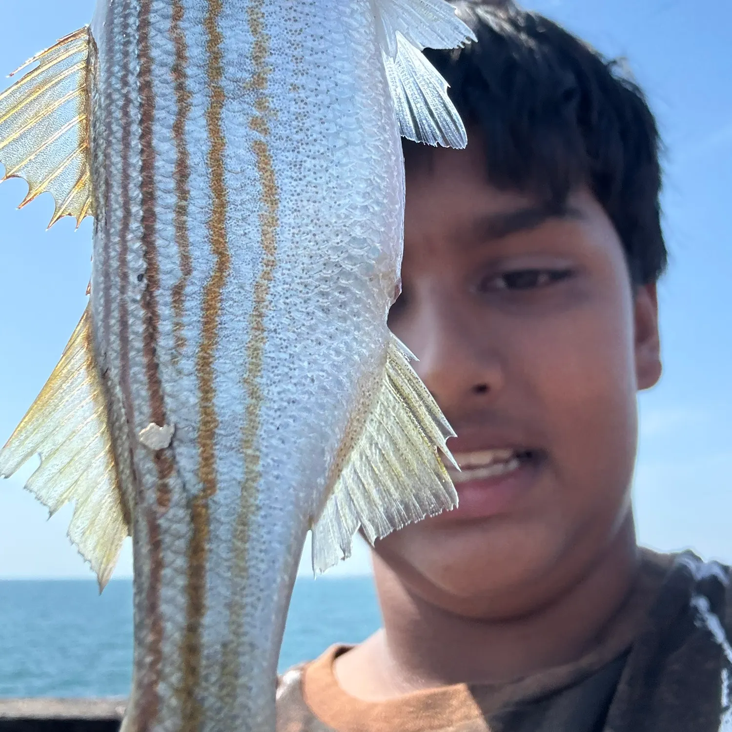 The most recent Salema porgy catches on Fishbrain
