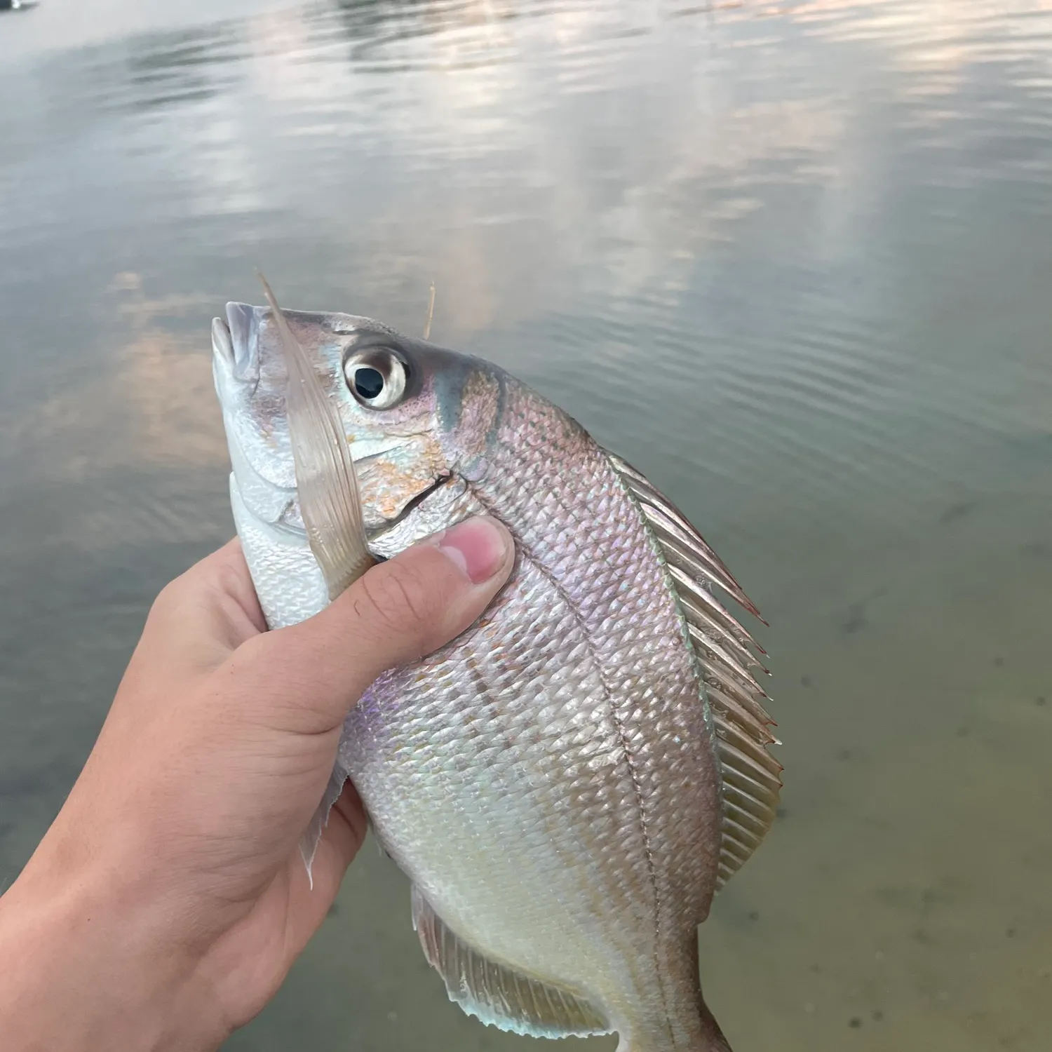 Scup caught on Fishbrain