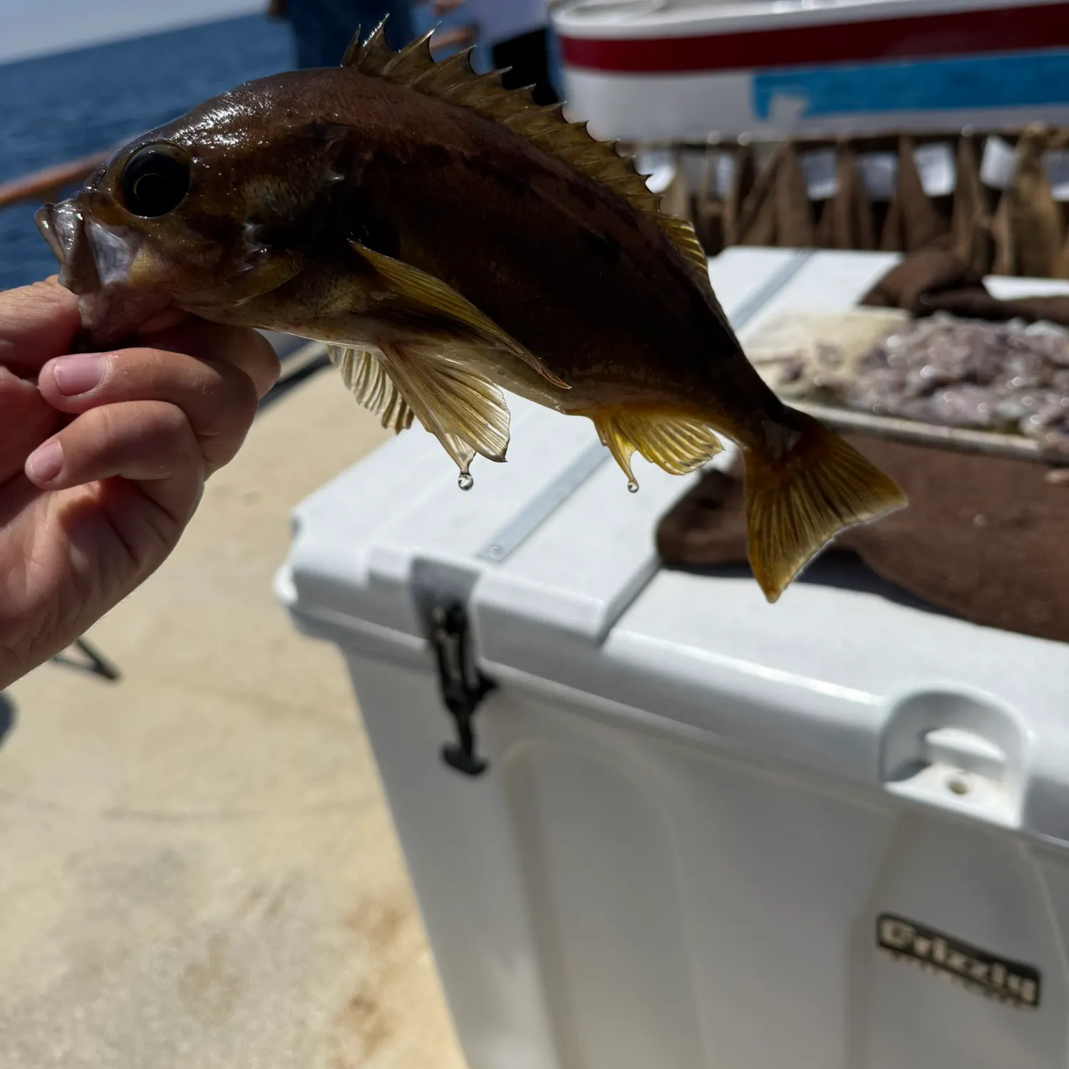 The most recent Squarespot rockfish catches on Fishbrain