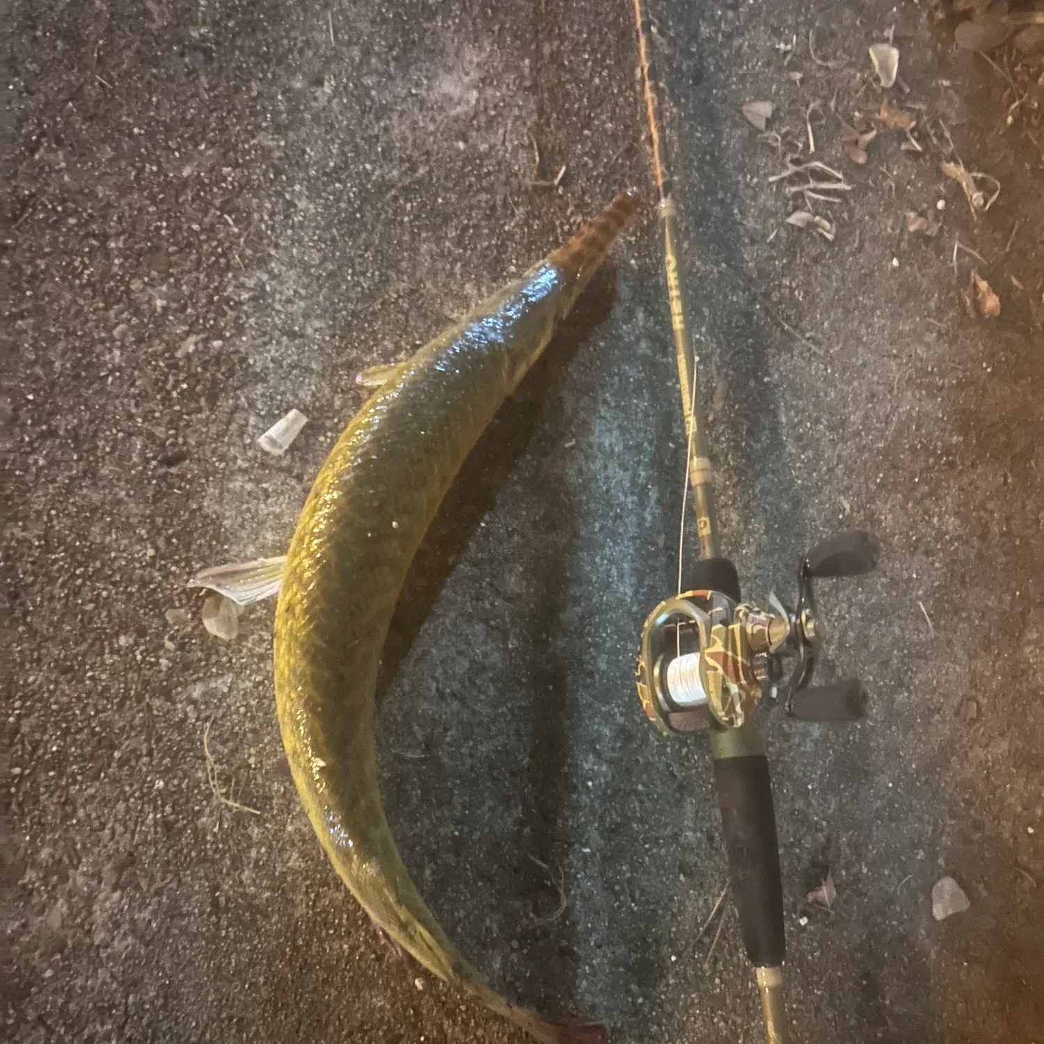 recently logged catches