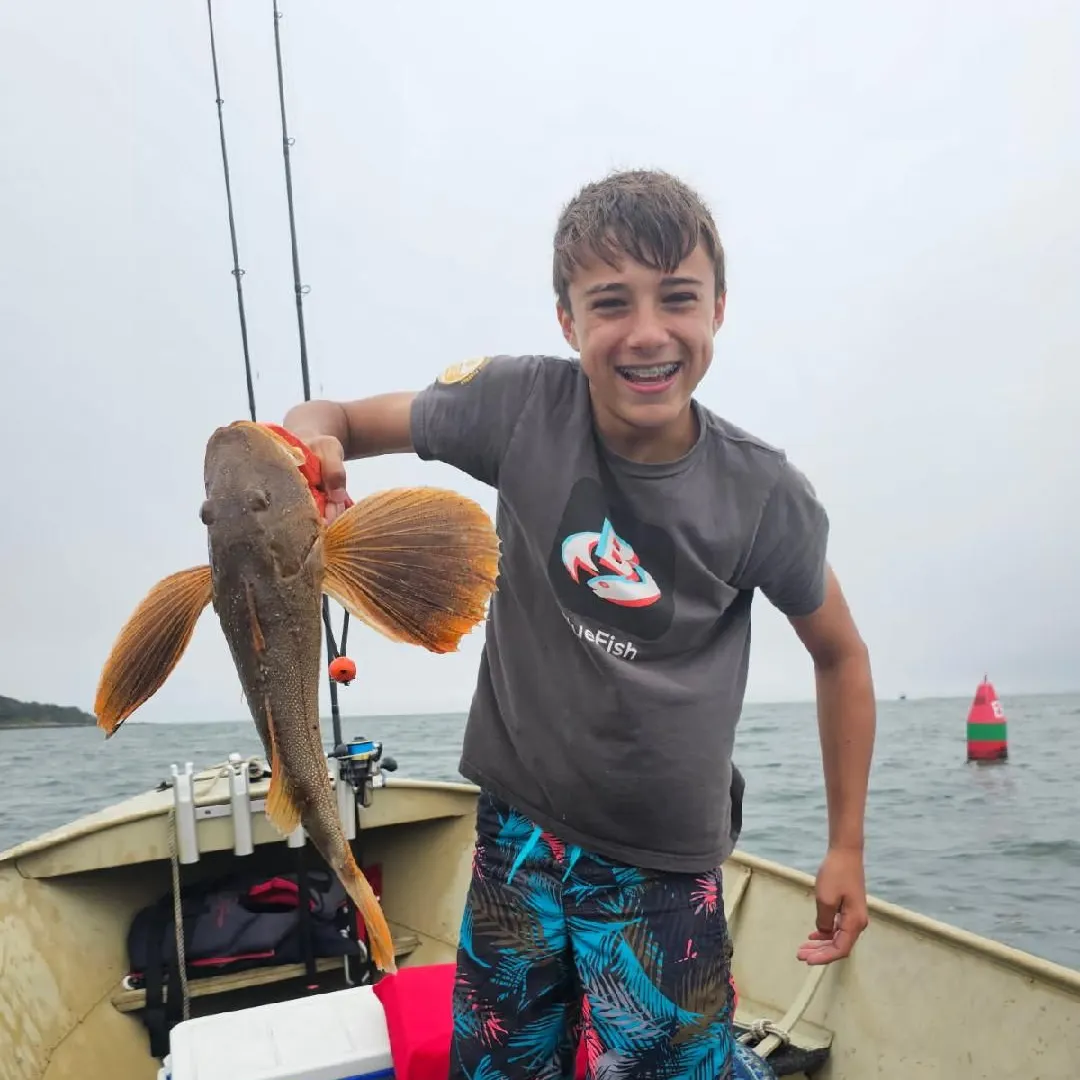 The most recent Striped searobin catches on Fishbrain
