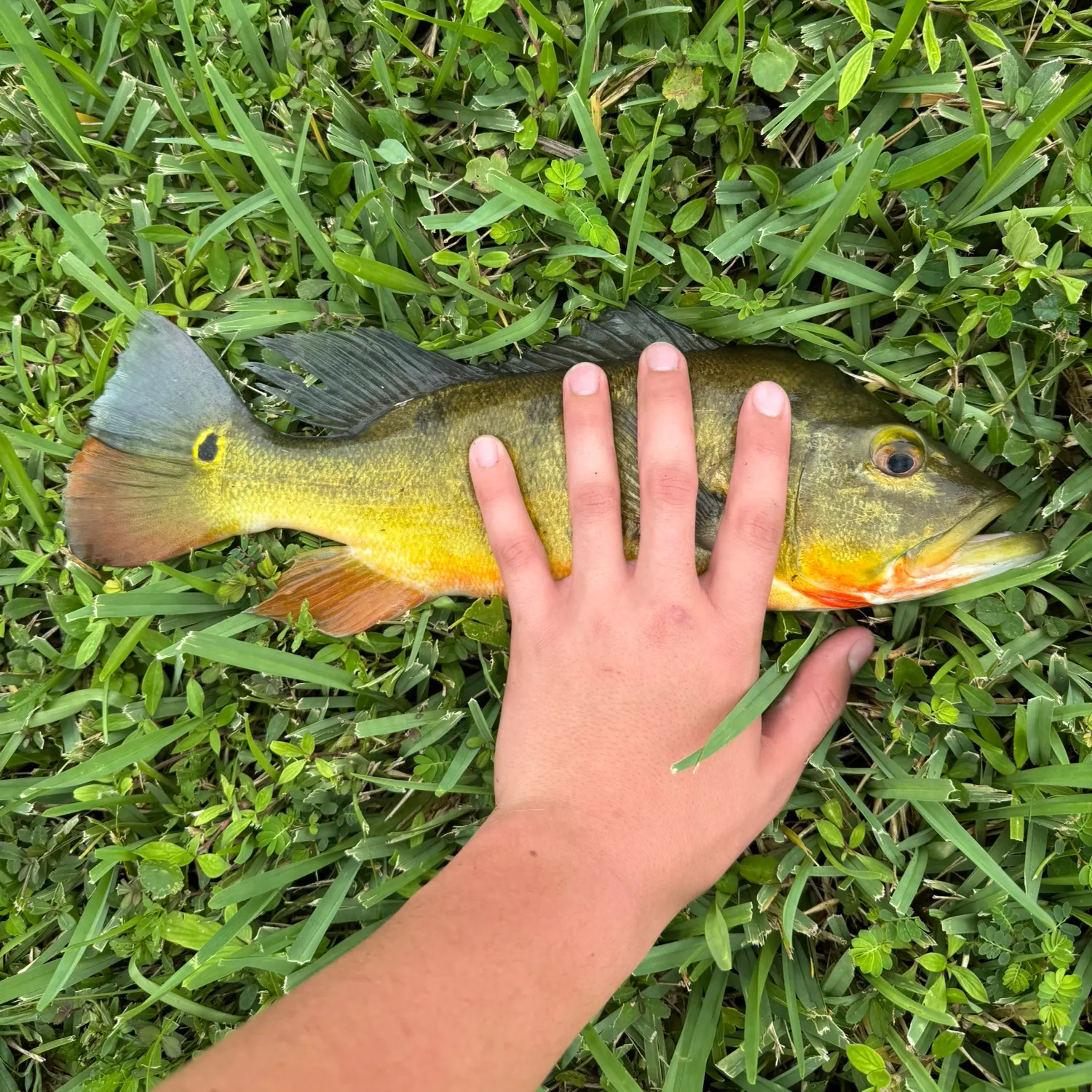 Butterfly peacock bass caught on Fishbrain